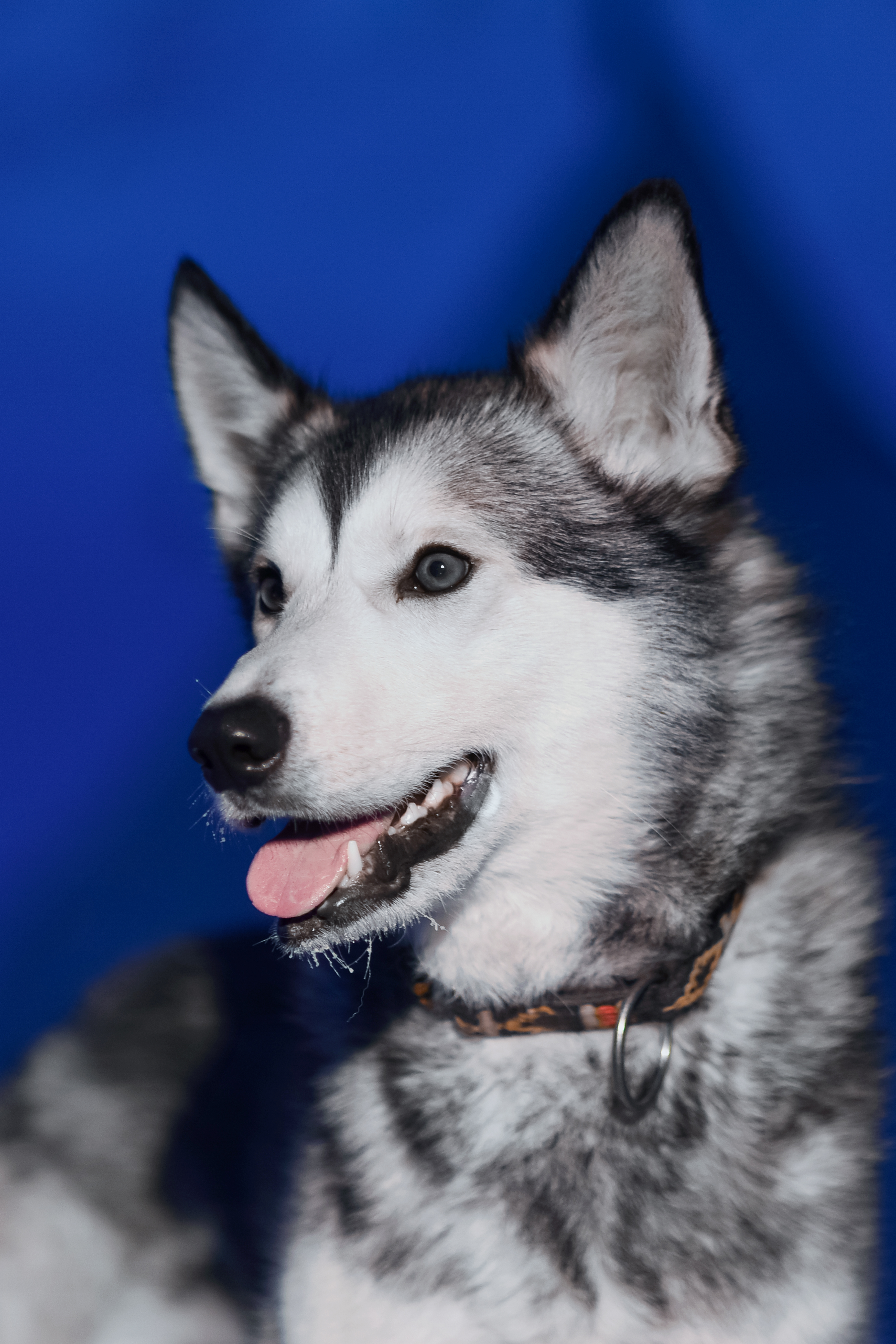 Sibirisk Husky hund perfekt til vinterrejser i Island, Norge og andre nordiske destinationer