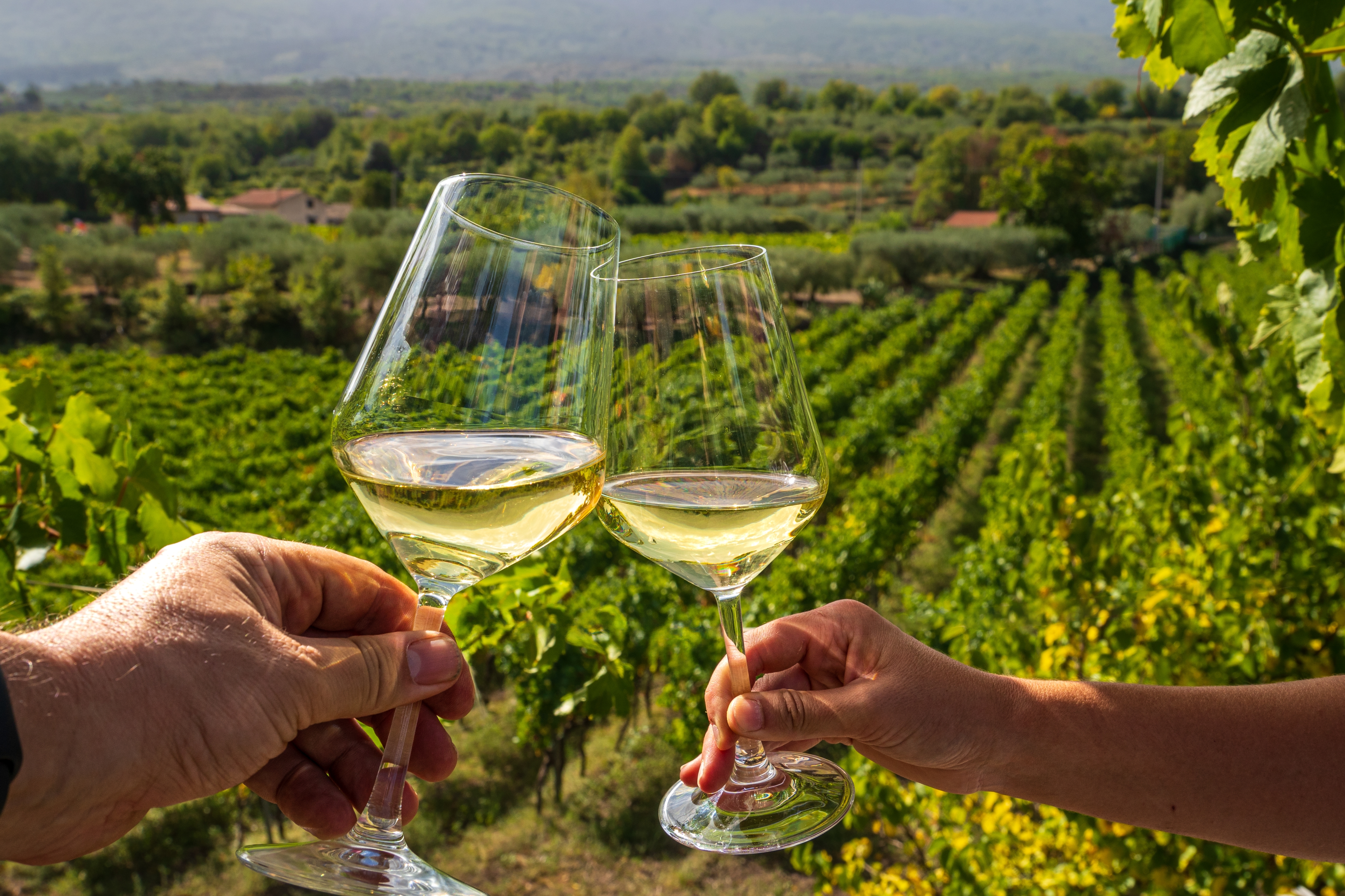Hyggelig vinsmagning med skål i hvidvin midt i en frodig siciliansk vingård under den italienske sommerhøst