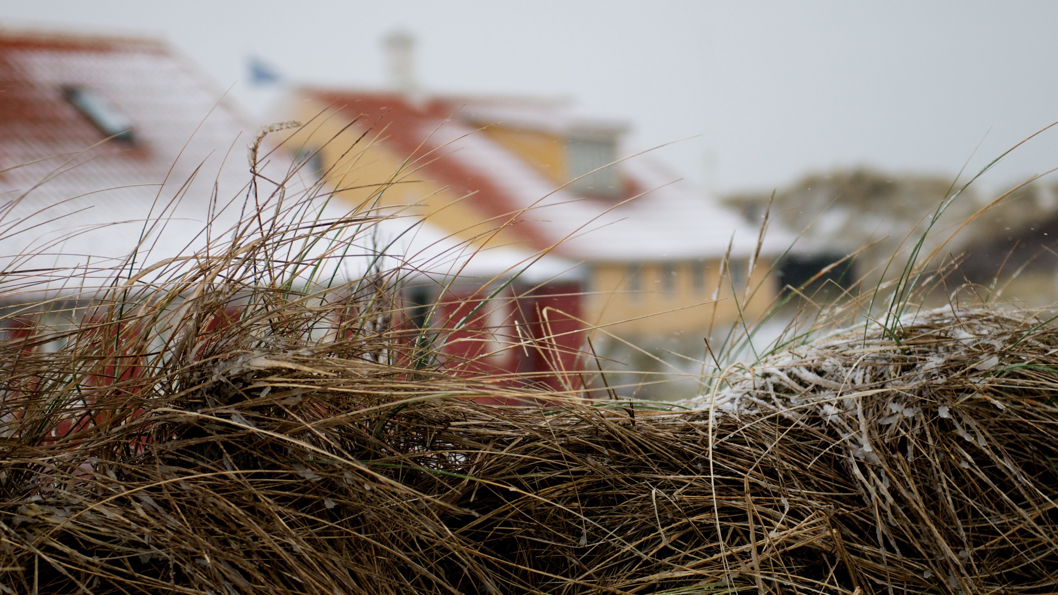 Skandinavisk kystby med vinterlandskab og naturlig strandvegetation
