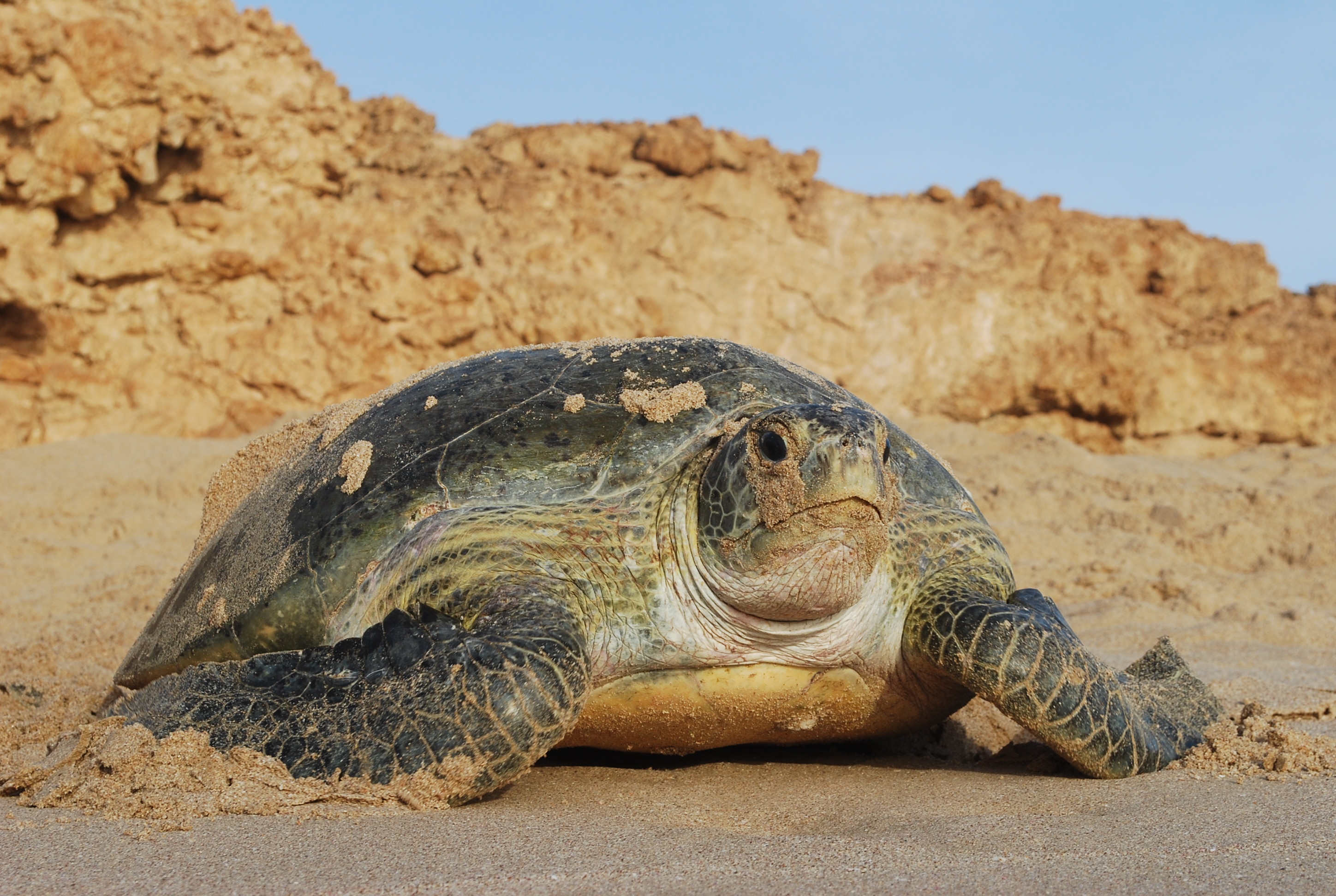 Grøn havskildpadde på sandstrand i Ras Al Hadd, Oman – naturoplevelse med eksotisk dyreliv
