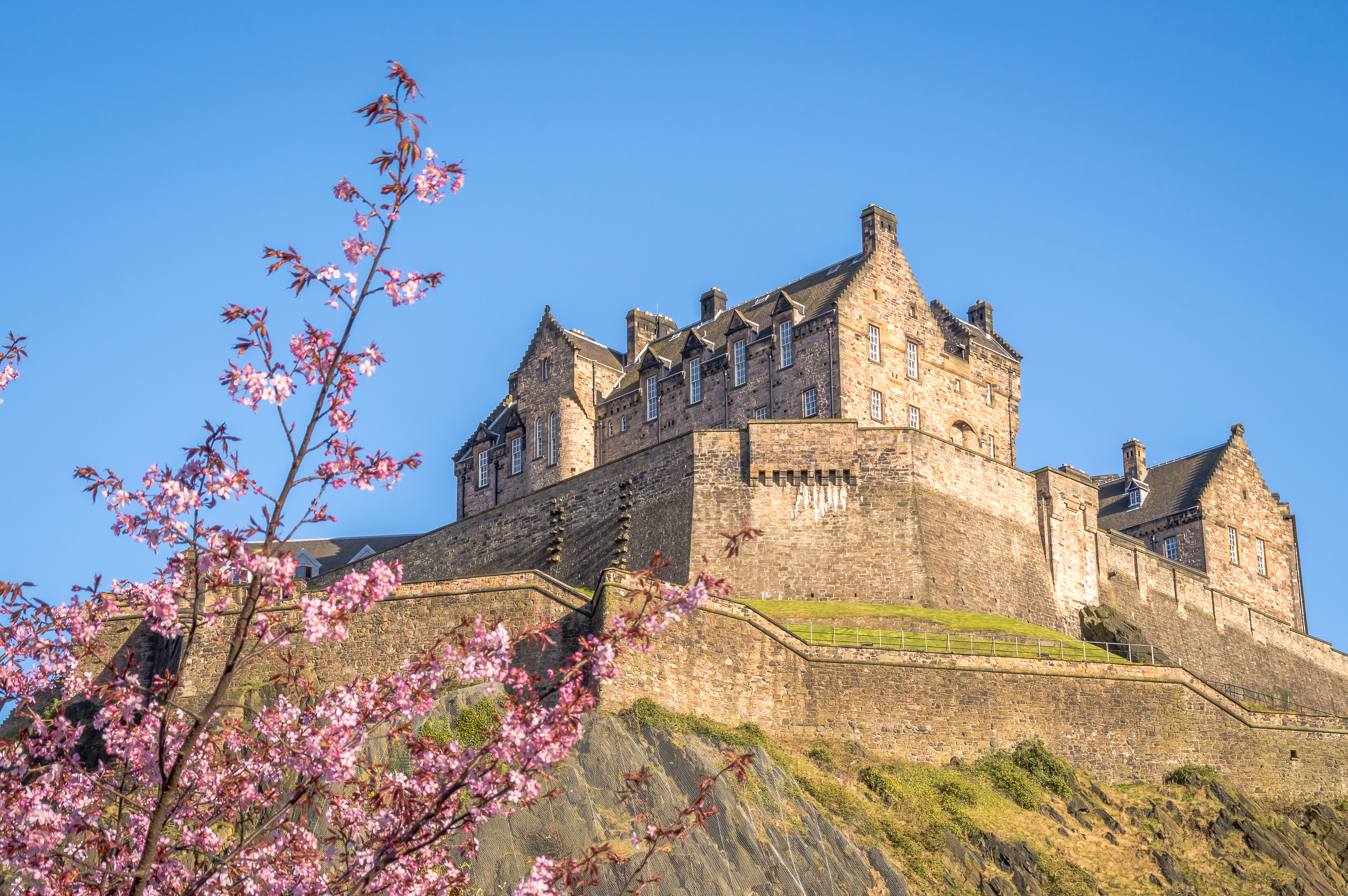 Edinburgh Castle i Skotland fotograferet med smukke lyserøde kirsebærblomster i forgrunden på en solrig forårsdag