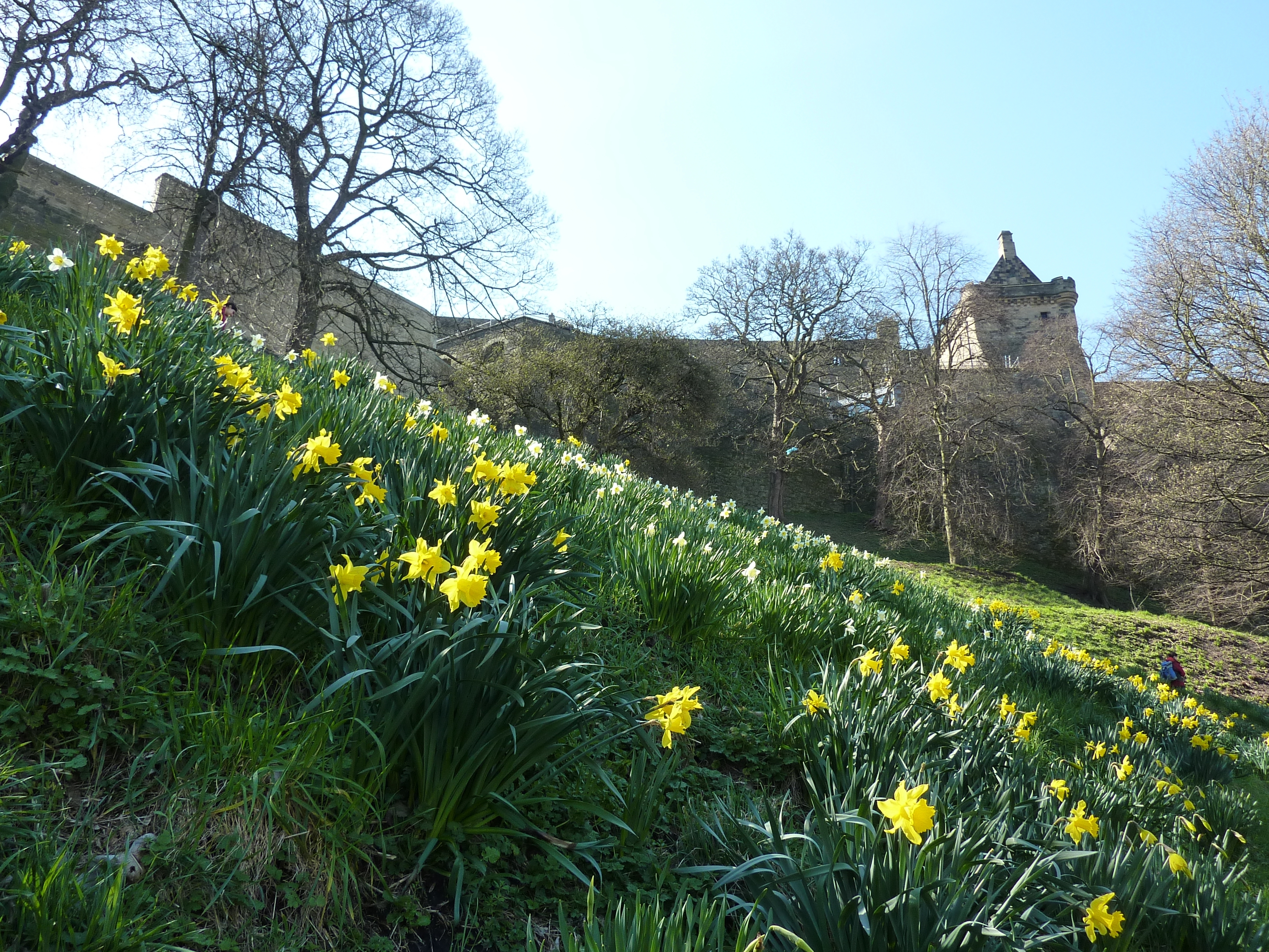 Pragtfulde gule påskeliljer i fuld blomst på bakken ved Edinburgh Castle i Skotland en solrig forårsdag