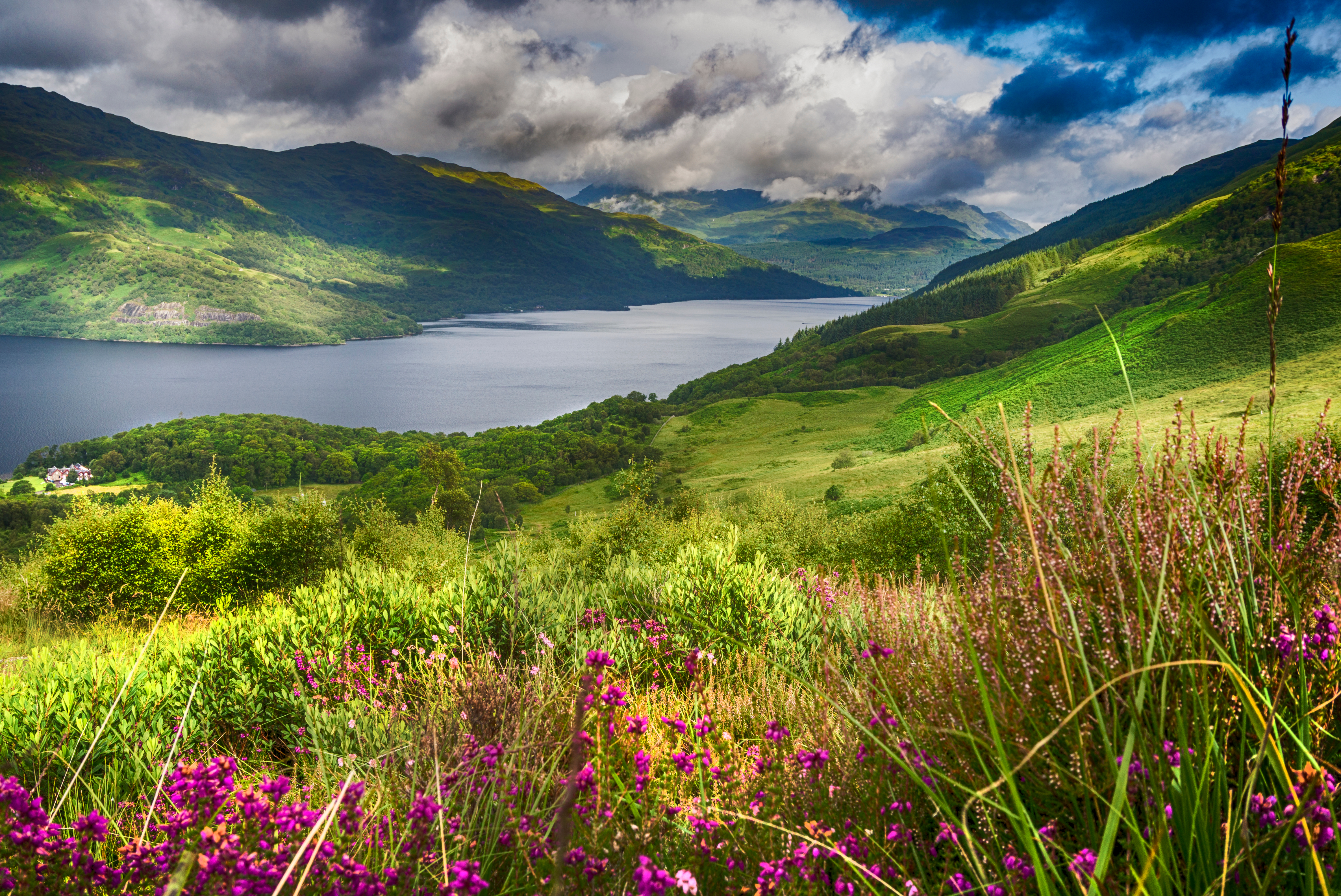 Idyllisk landskab med Loch Lomond søen og lilla blomster, set fra vandringstien på Ben Lomond bjerget i det naturskønne skotske højland