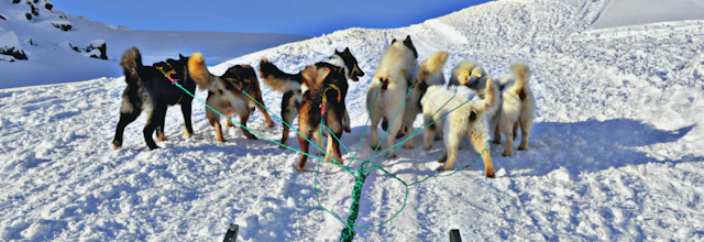 Slædekørsel med hunde i det snedækkede arktiske landskab ved UNESCO Isfjorden i Ilulissat, Grønland
