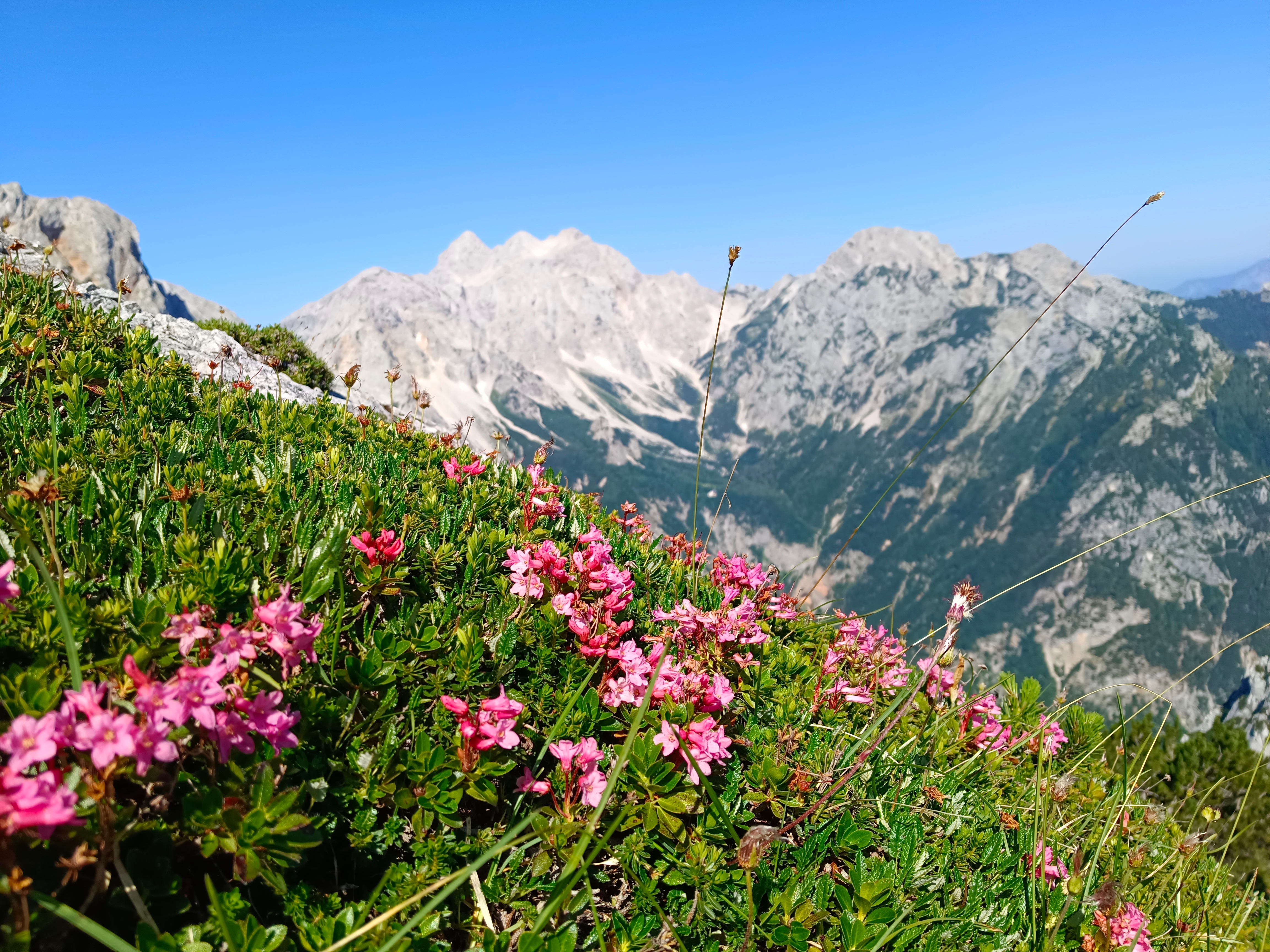 Lyserøde alpinblomster blomstrer i Sloveniens dramatiske bjerglandskab under klar blå himmel