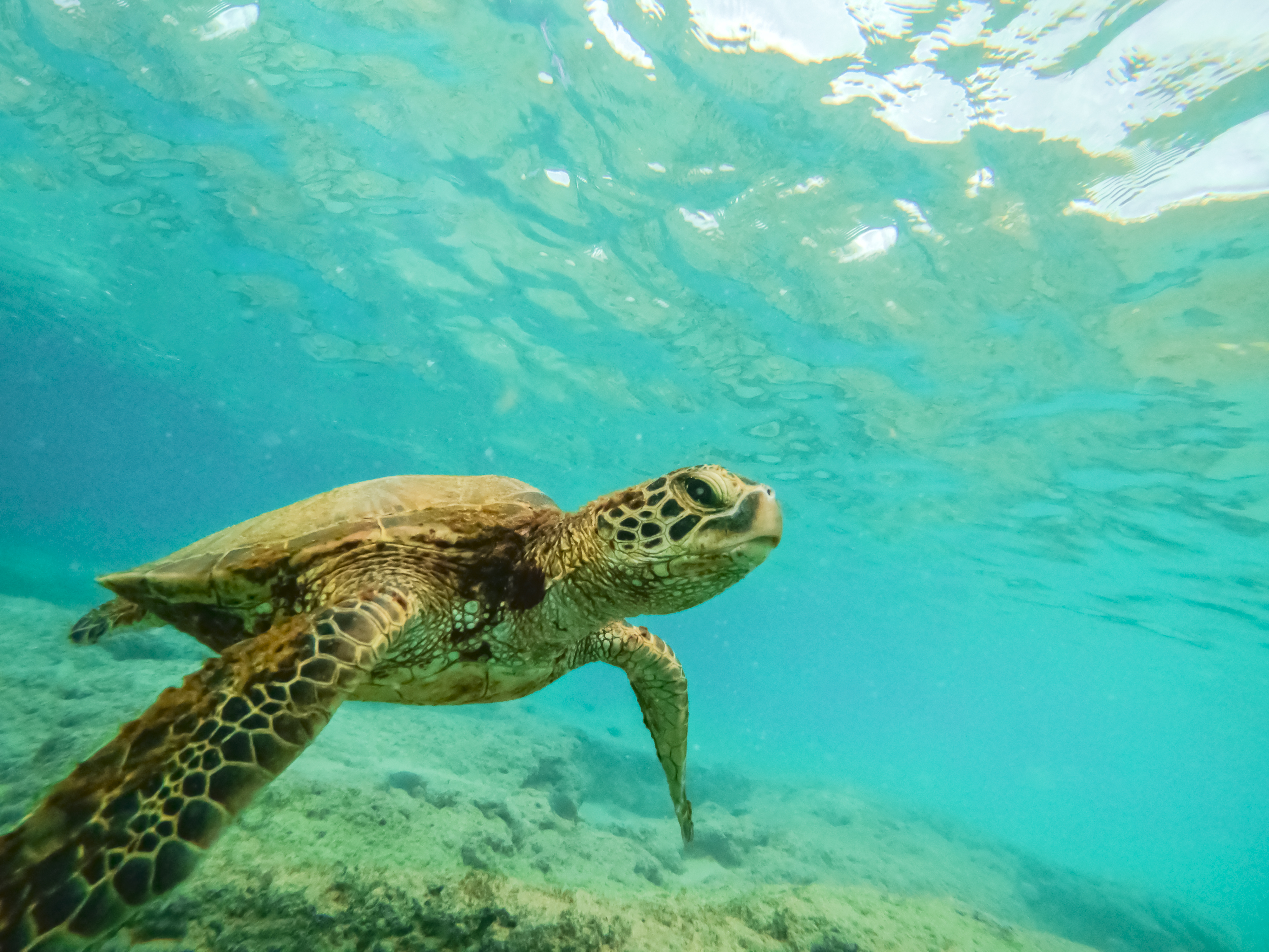 Snorkling med skildpadde over rev i Hawaii.