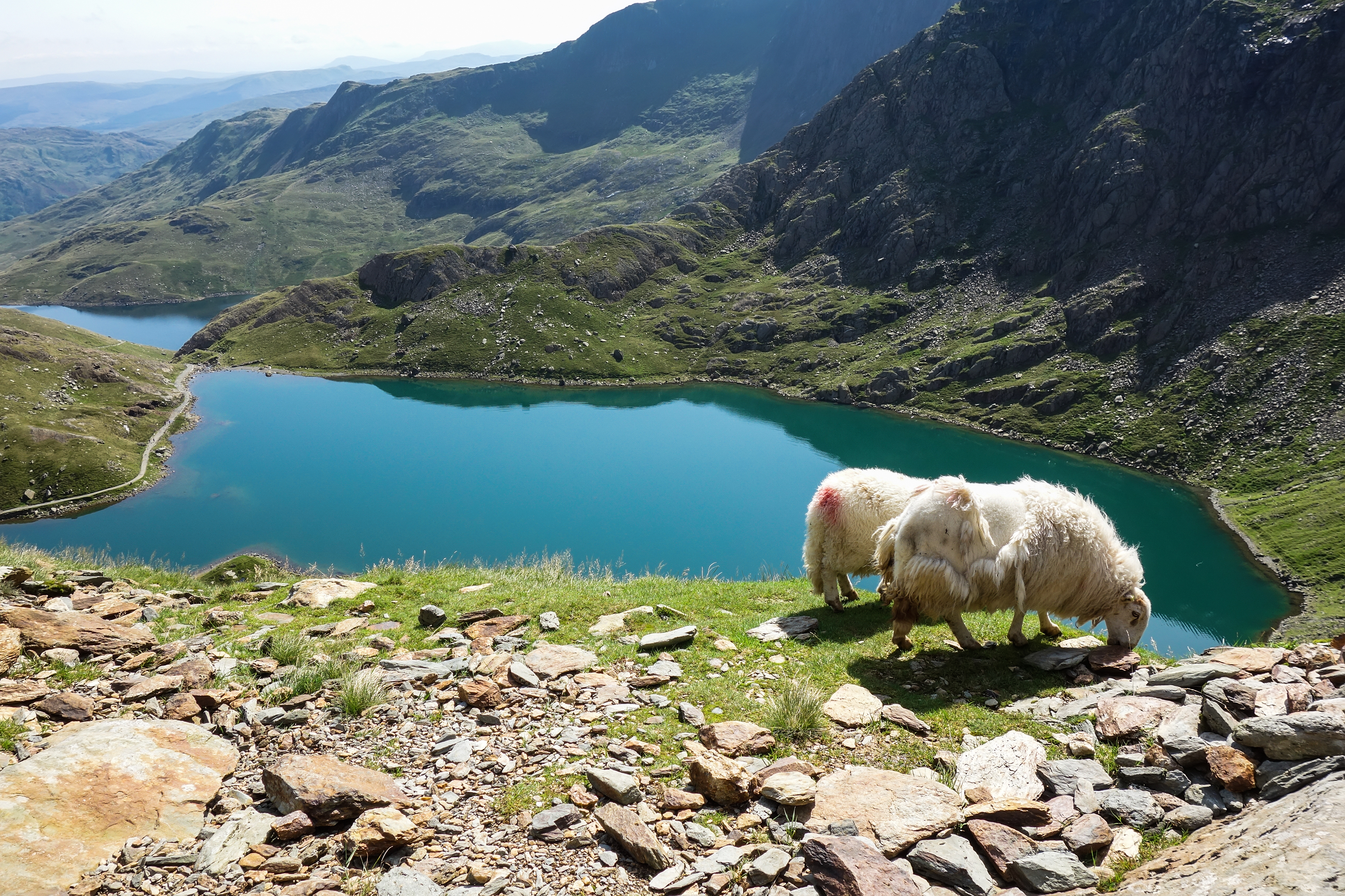 Idyllisk bjerglandskab med får ved turkis sø i Wales