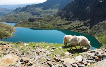 Idyllisk bjerglandskab med får ved turkis sø i Wales