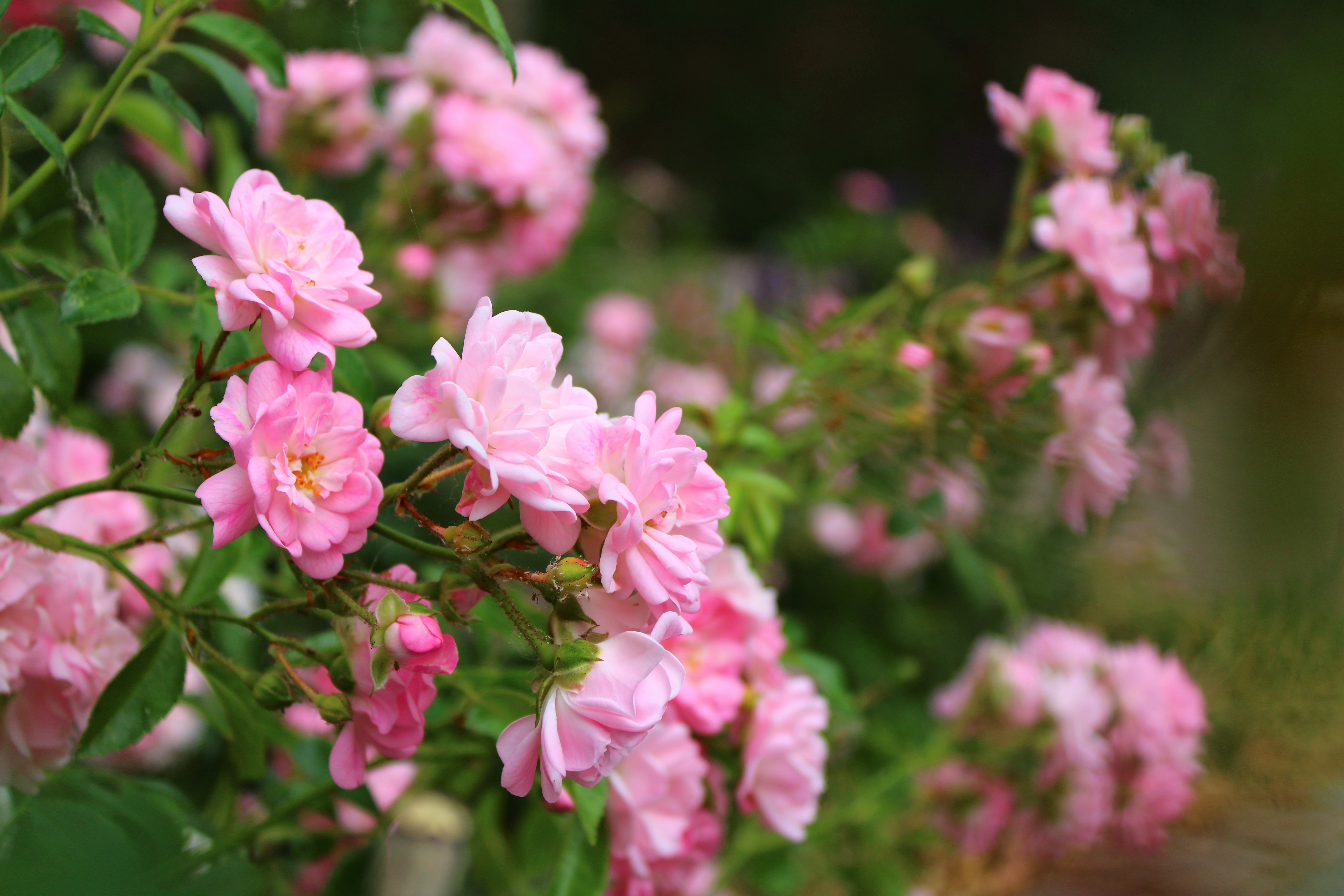 Smuk rose i blomst med betagende udsigt over det åbne landskab i sommerlig atmosfære