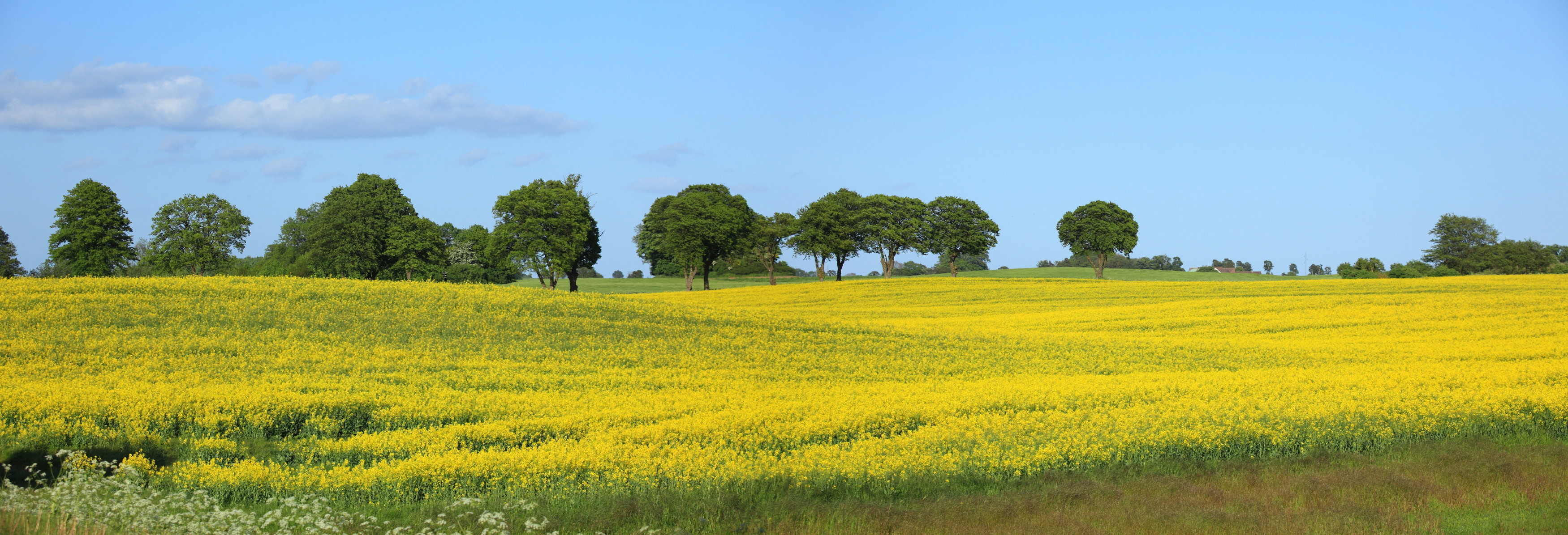 Idyllisk sommerlandskab med rapsblomstre og træer i Danmark