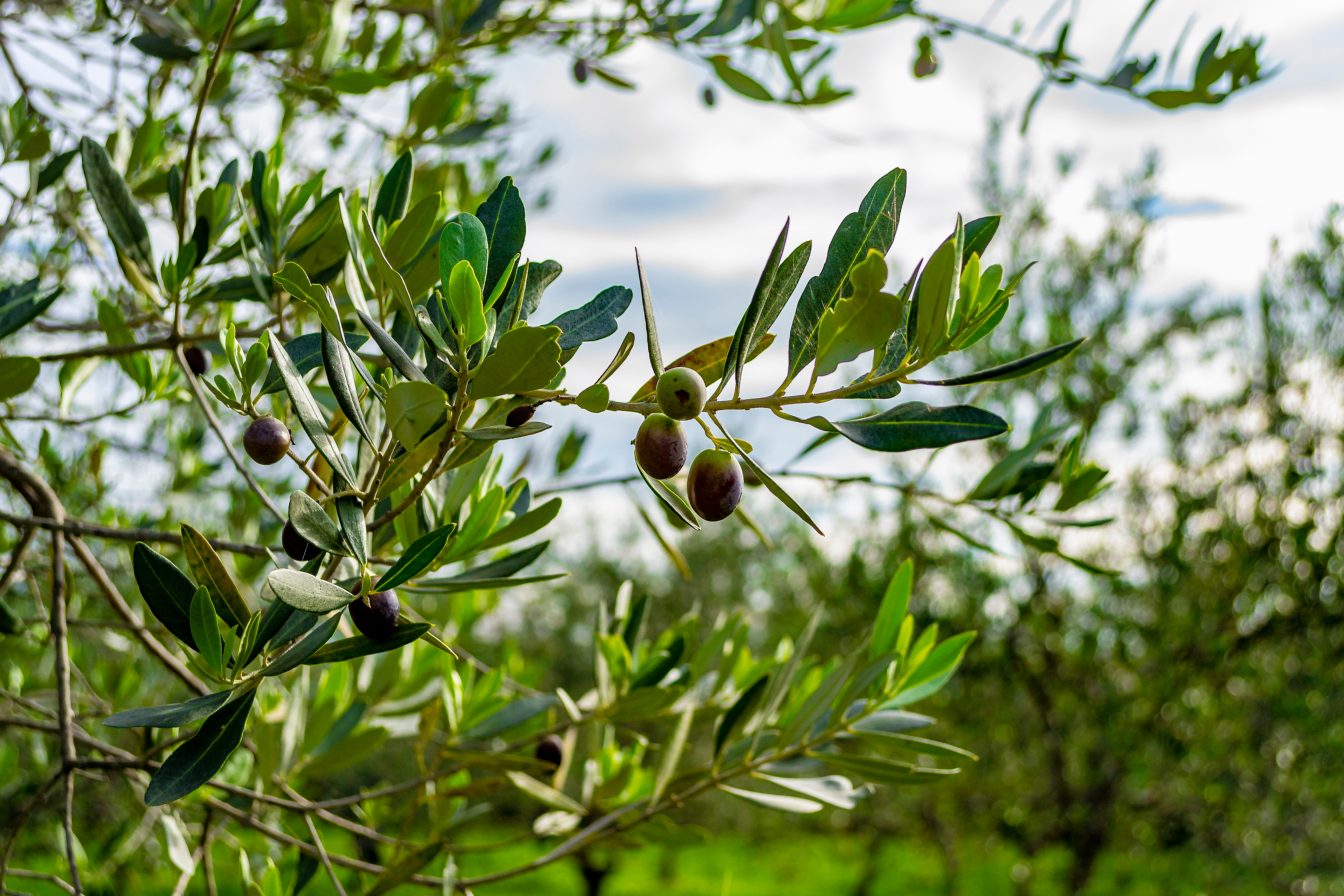 Smukke sorte oliven på oliventræ nær Gardasøen i Salò, Lombardiet, Italien om efteråret