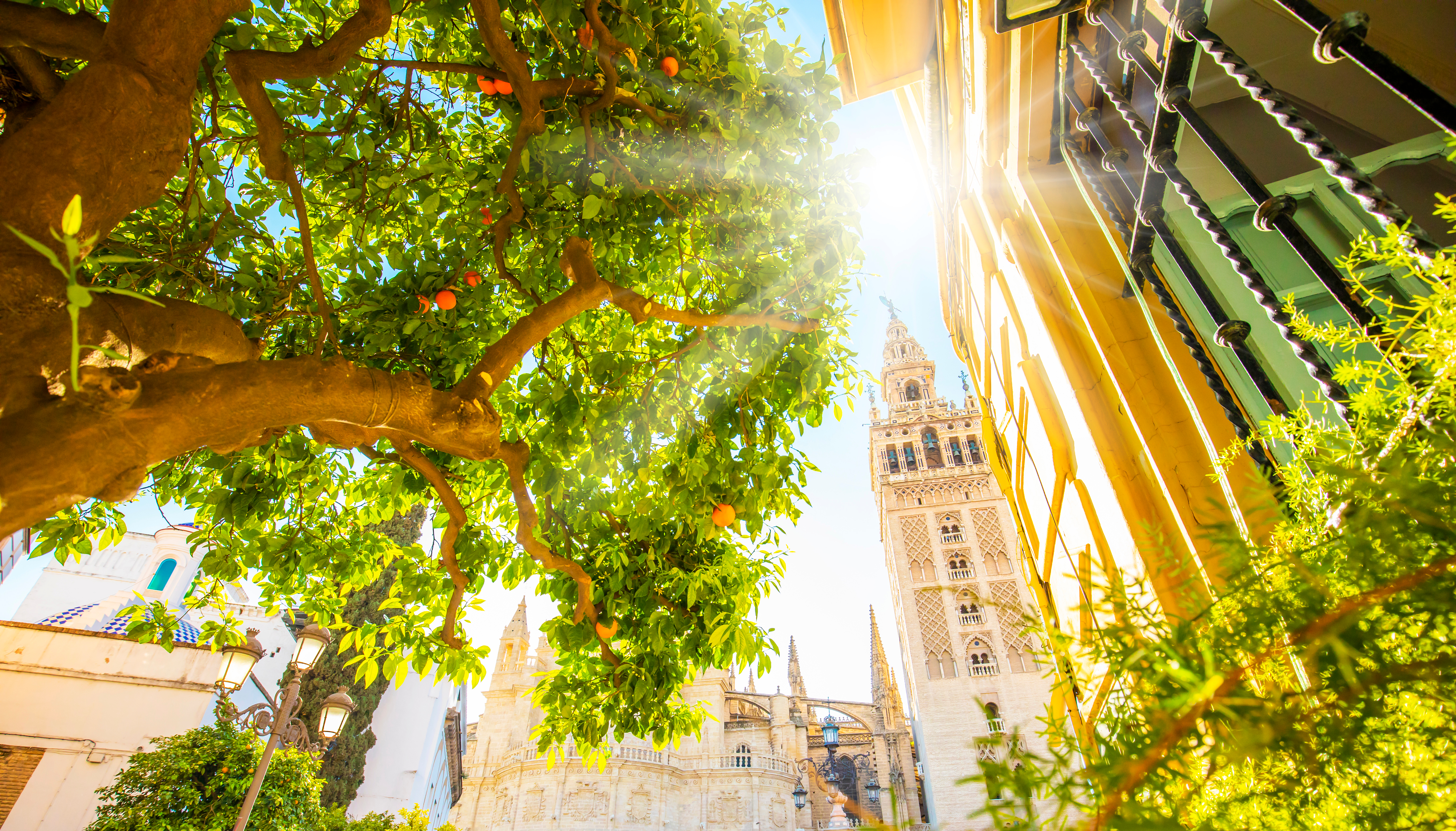 Pragtfuld udsigt til Sevillas historiske katedral og Giralda tårn mellem appelsinträer