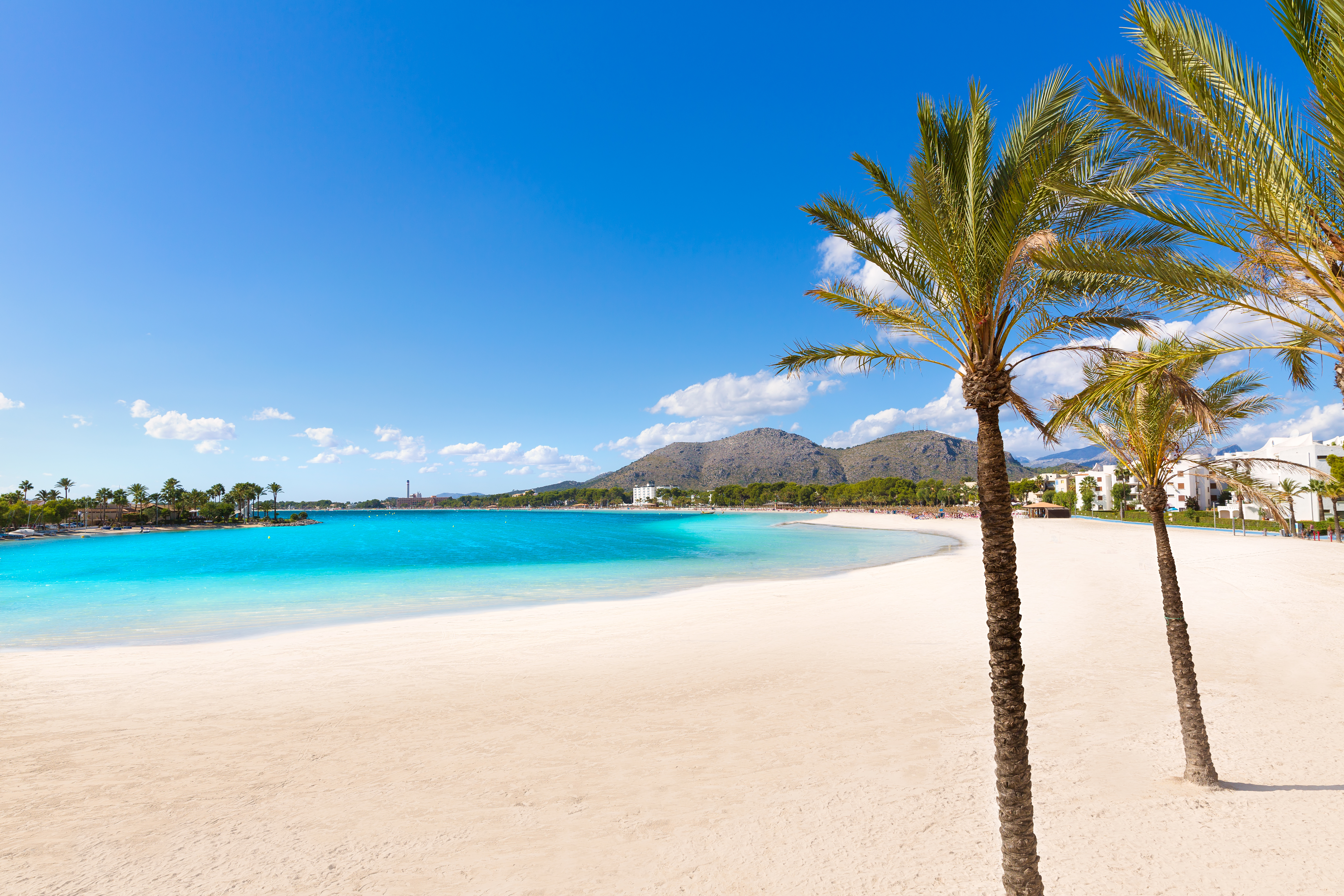 Tropisk Alcudia strand på Mallorca med palmer og turkisfarvet hav