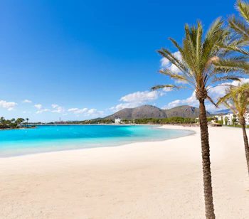 Tropisk Alcudia strand på Mallorca med palmer og turkisfarvet hav