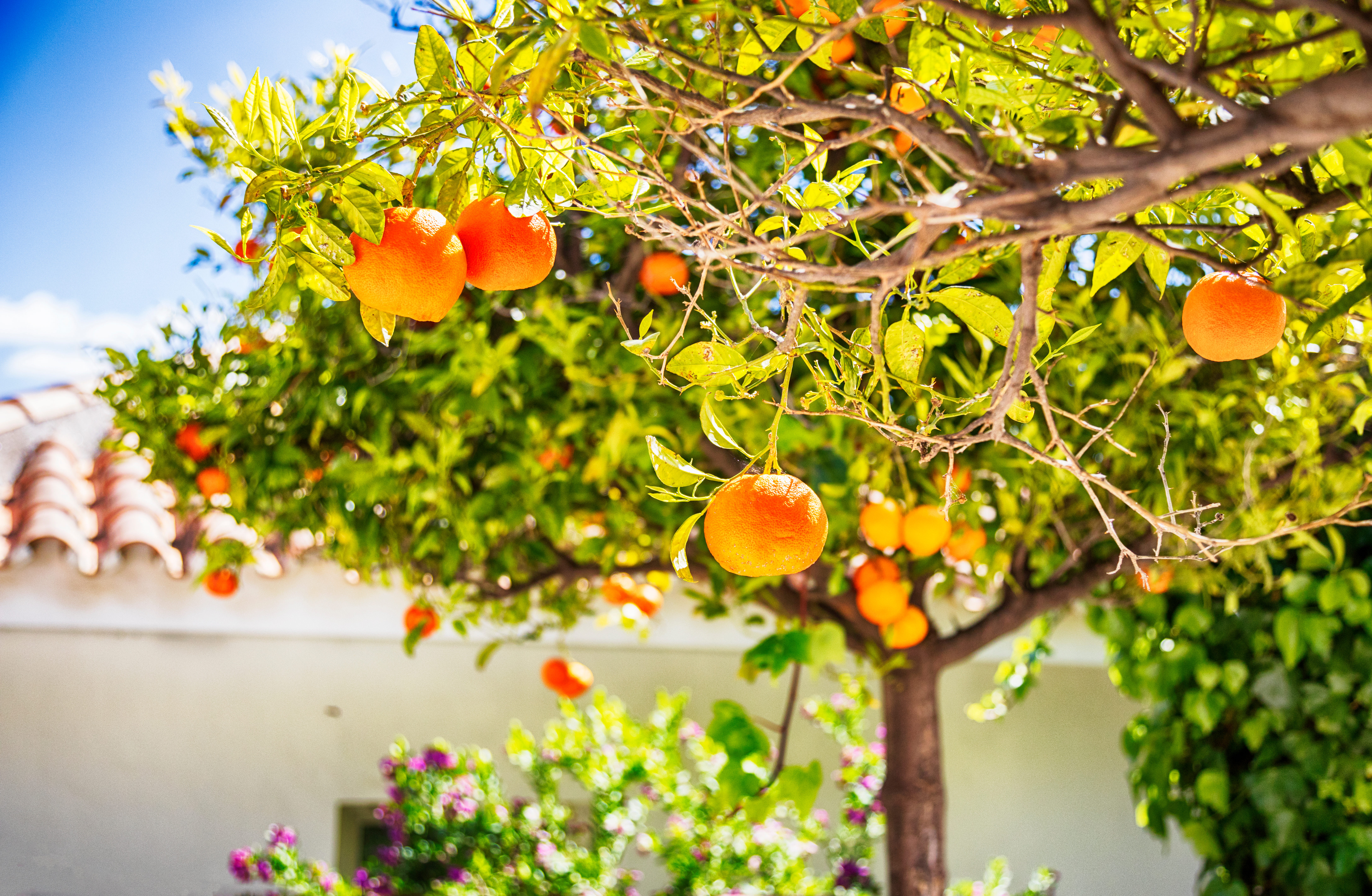 Stemningsfuld spansk patio med blomstrende planter i terrakottakrukker og traditionel andalusisk arkitektur - oplev forårets farvepragt i Sydspaniens charmerende gårdhaver