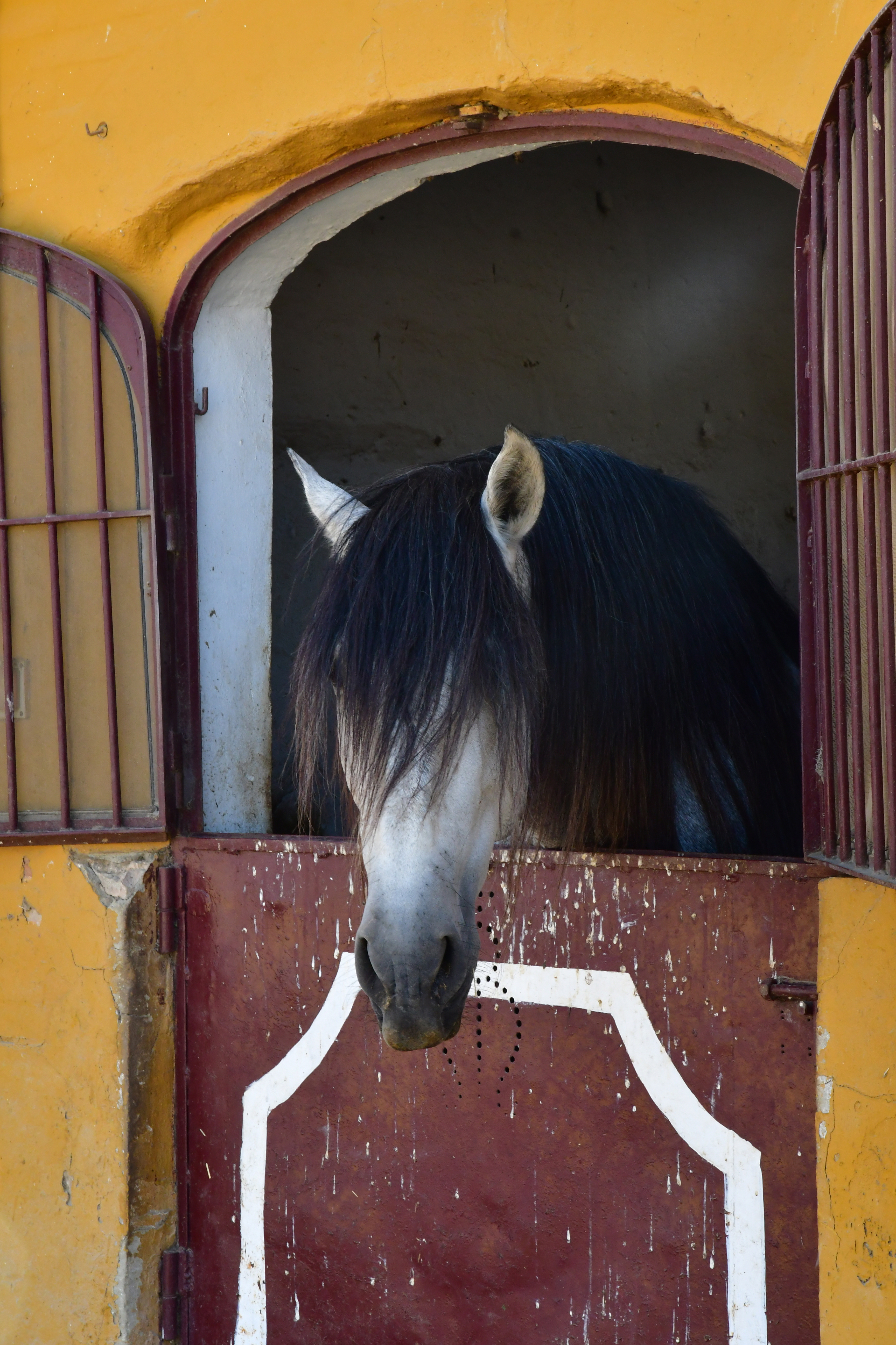Hvid spansk hest med sort manke kigger nysgerrigt over stalddøren på en autentisk hacienda i Andalusien, Spanien