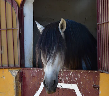 Hvid spansk hest med sort manke kigger nysgerrigt over stalddøren på en autentisk hacienda i Andalusien, Spanien