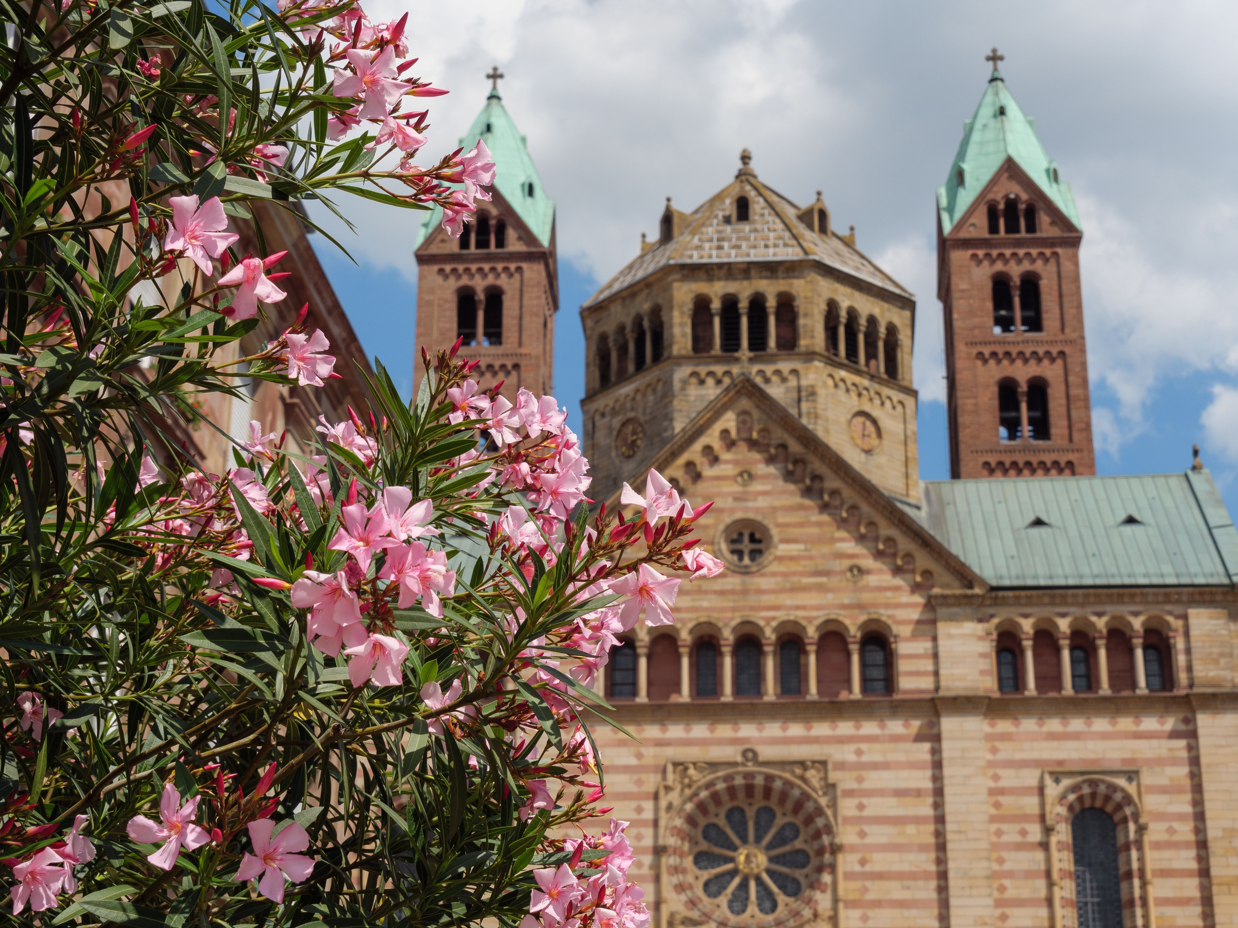 Historisk Speyer Domkirke med romansk arkitektur og lyserøde blomster i forgrunden under blå himmel i Tyskland