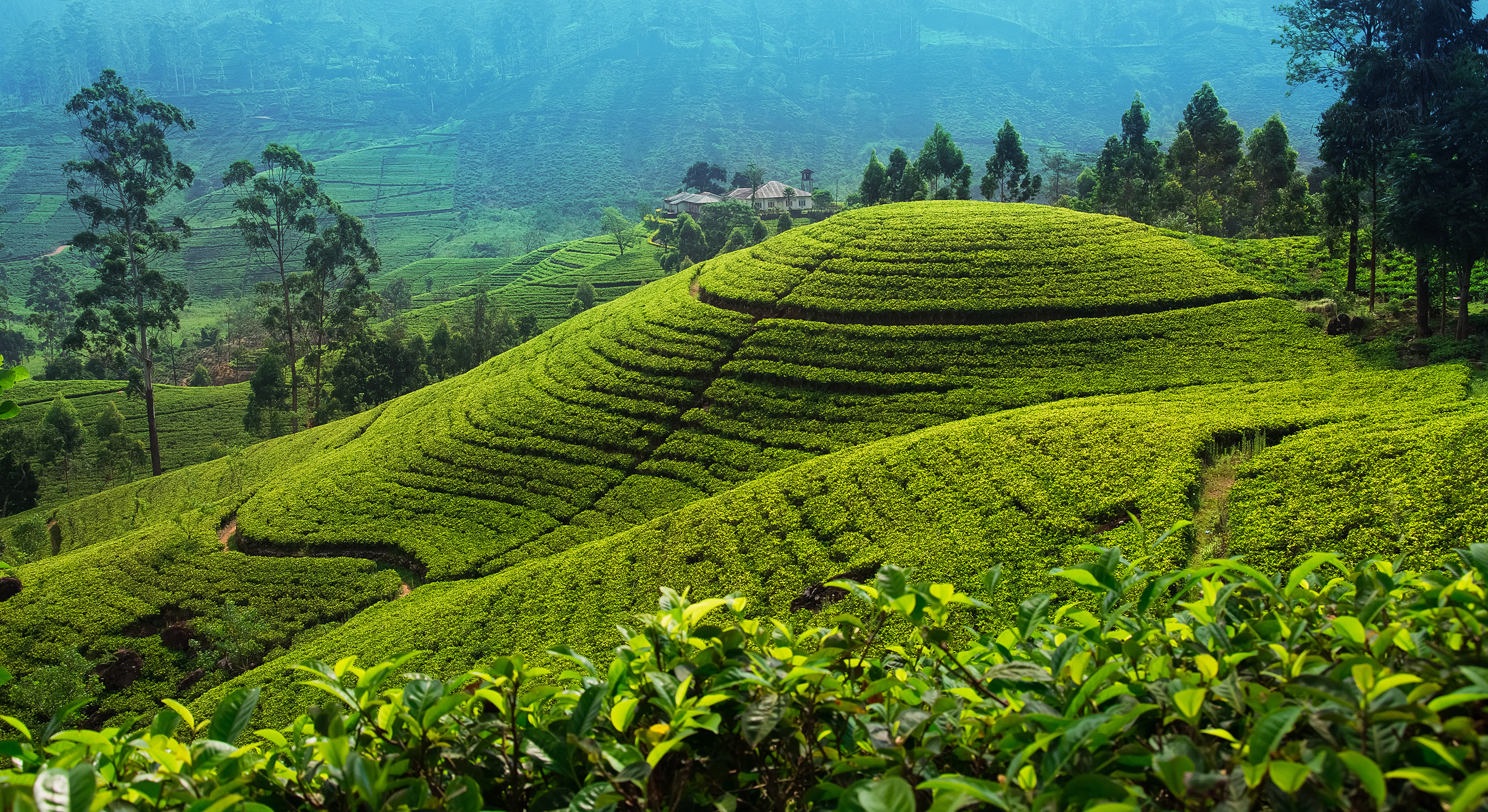 Majestætiske grønne teplantager på terrasserede bjerge nær Nuwara Eliya i Sri Lanka