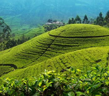 Majestætiske grønne teplantager på terrasserede bjerge nær Nuwara Eliya i Sri Lanka