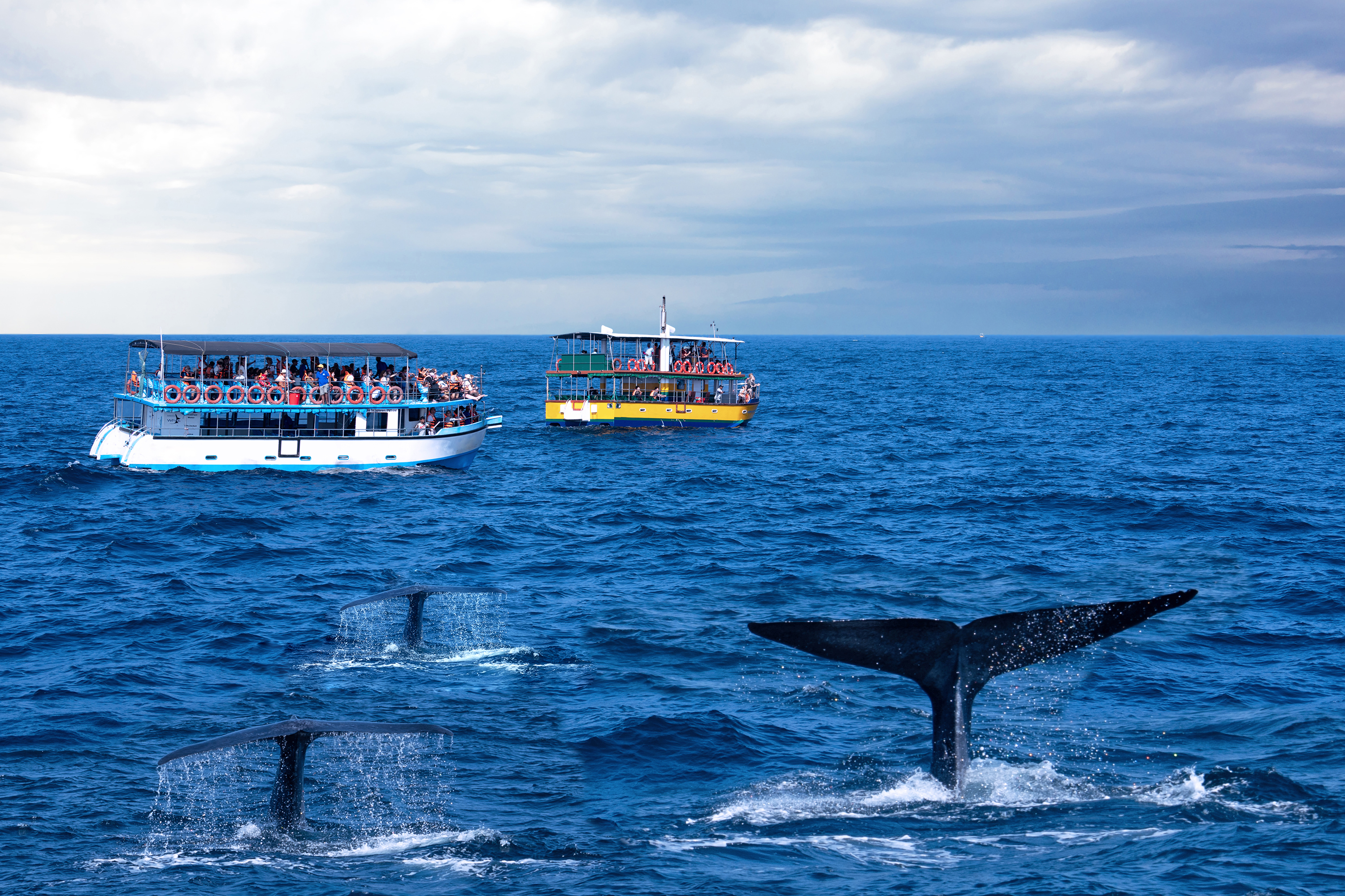 Fascinerende hvalsafari ved Mirissas kyst i Sri Lanka med turistbåde og hvalehaler i havet