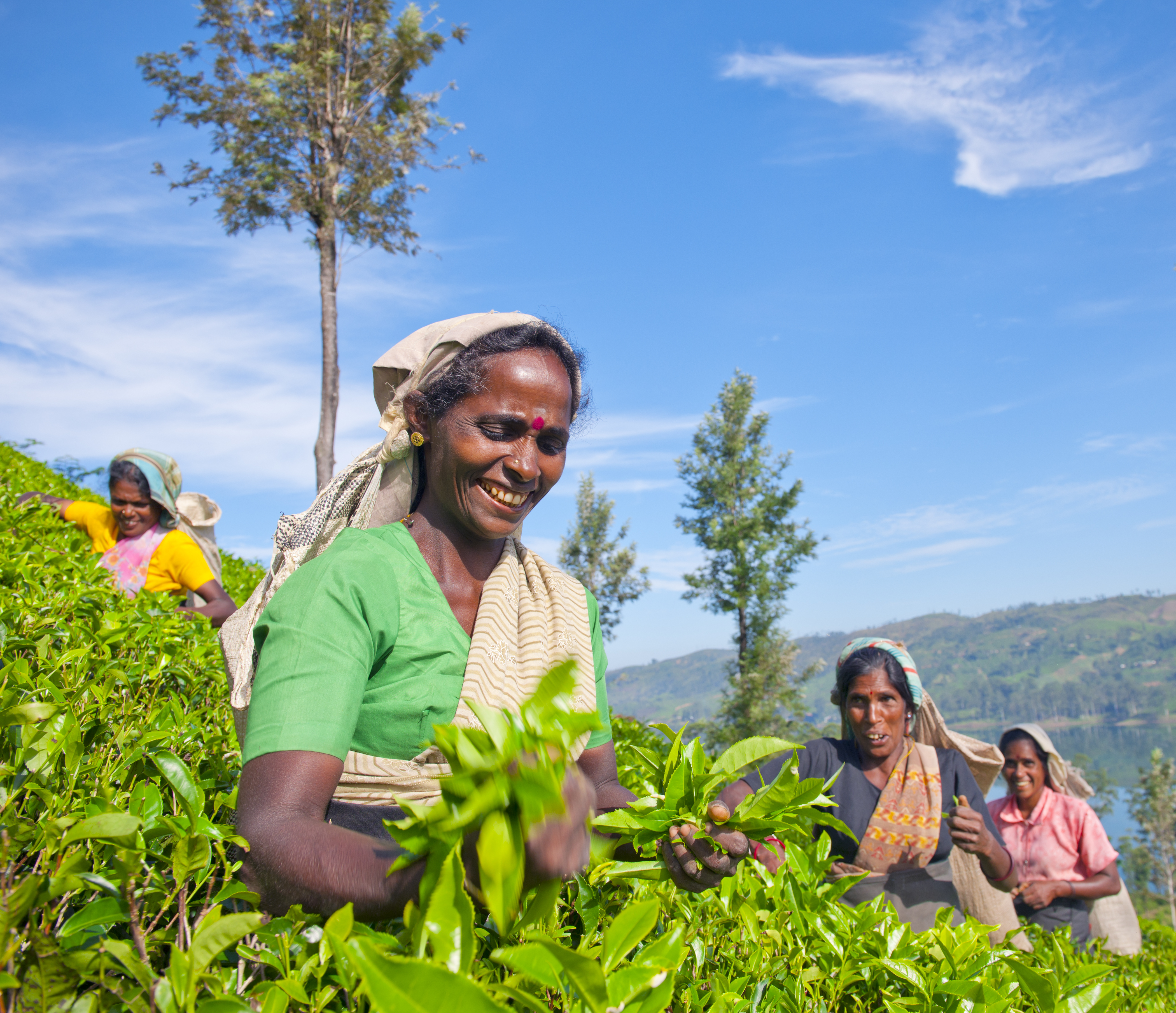 Autentisk kulturelt indblik i Sri Lanka med lokale kvinder der plukker te på de frodige grønne plantager i bjergene