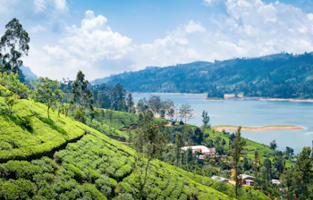 Smuk udsigt over teplantager og den blå sø omgivet af tropiske træer og bjerge ved Nuwara Eliya i Sri Lanka