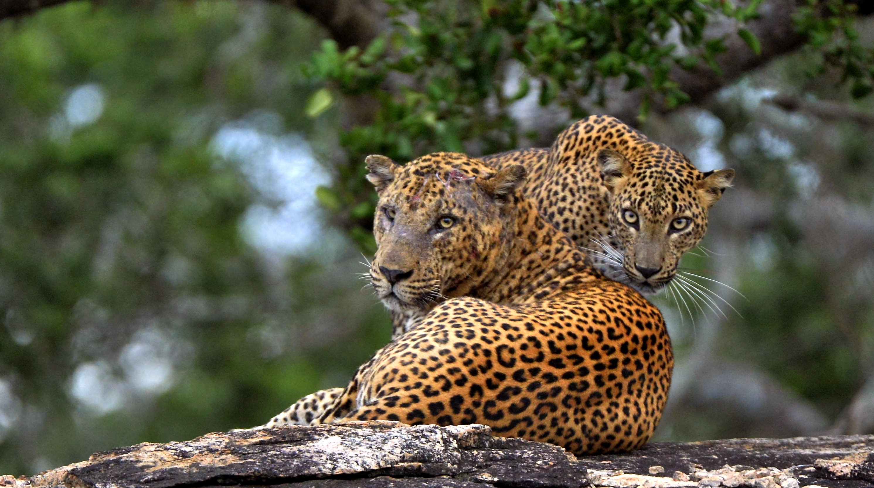 To flotte leoparder med karakteristiske pletter hviler på en klippe i Sri Lankas naturreservat