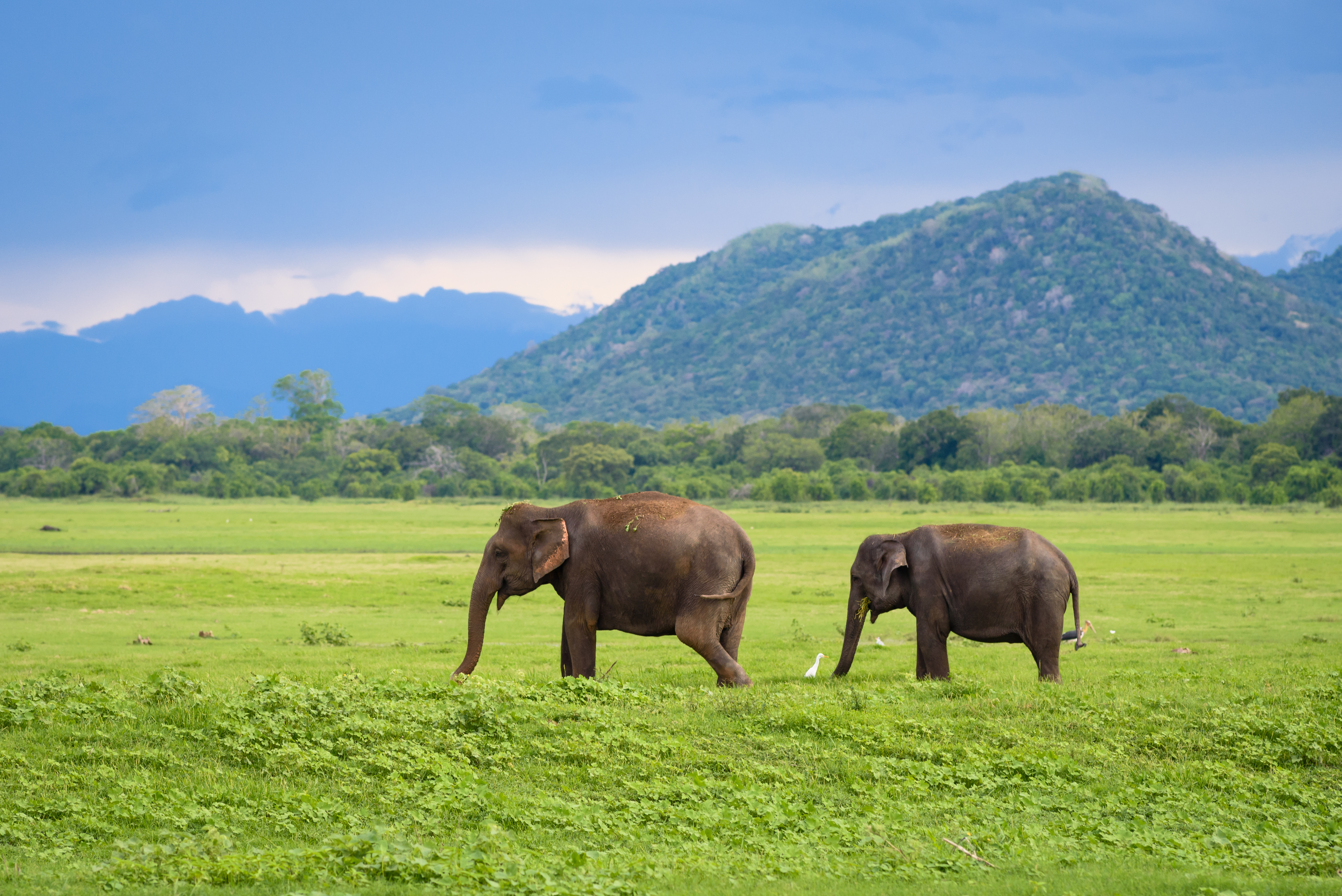 Elefanter i fri natur på græsslette med tropiske bjerge Sri Lanka