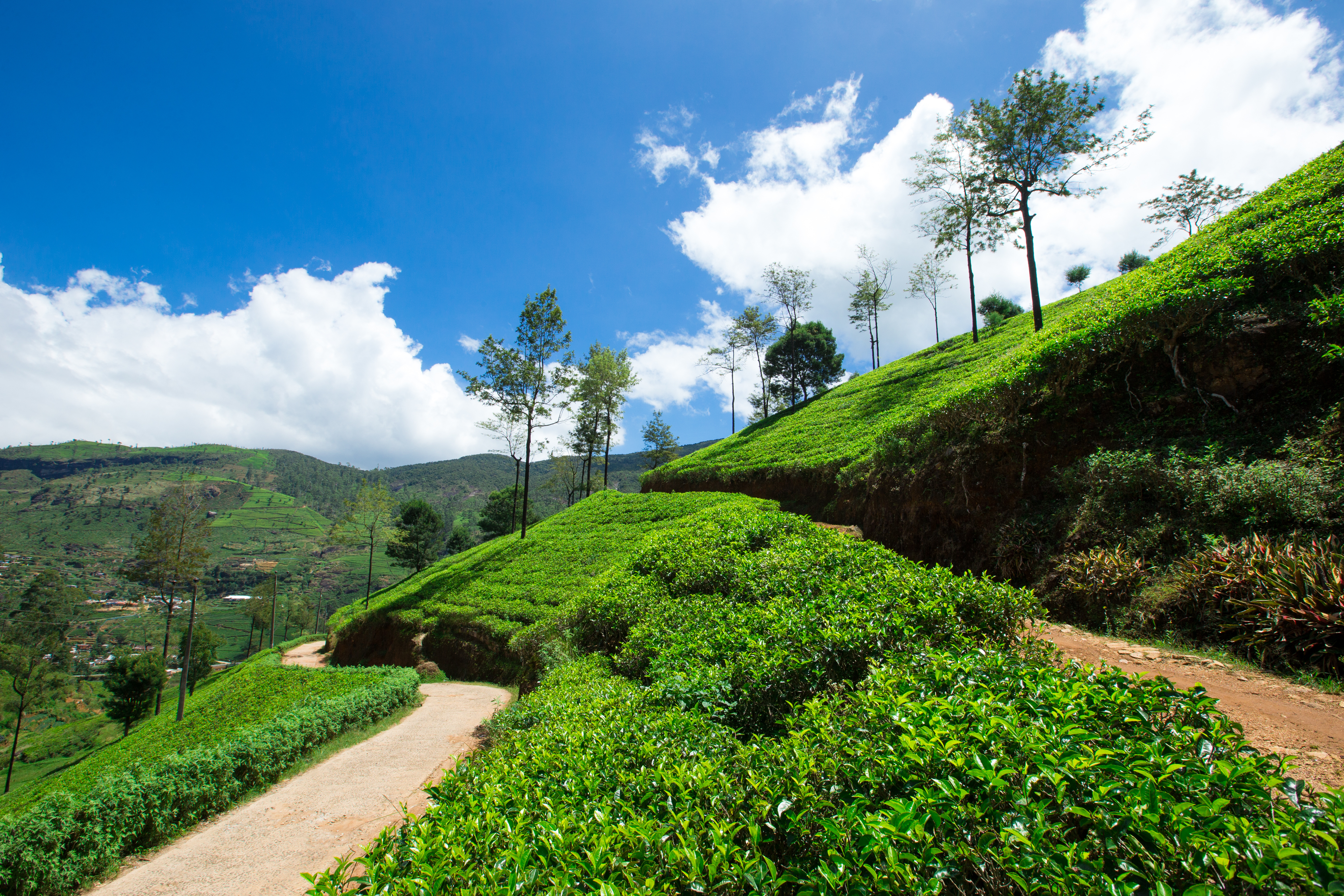 Üppige grønne temarker på bakkede skråninger i Sri Lanka med naturskøn sti og høje træer mod blå himmel