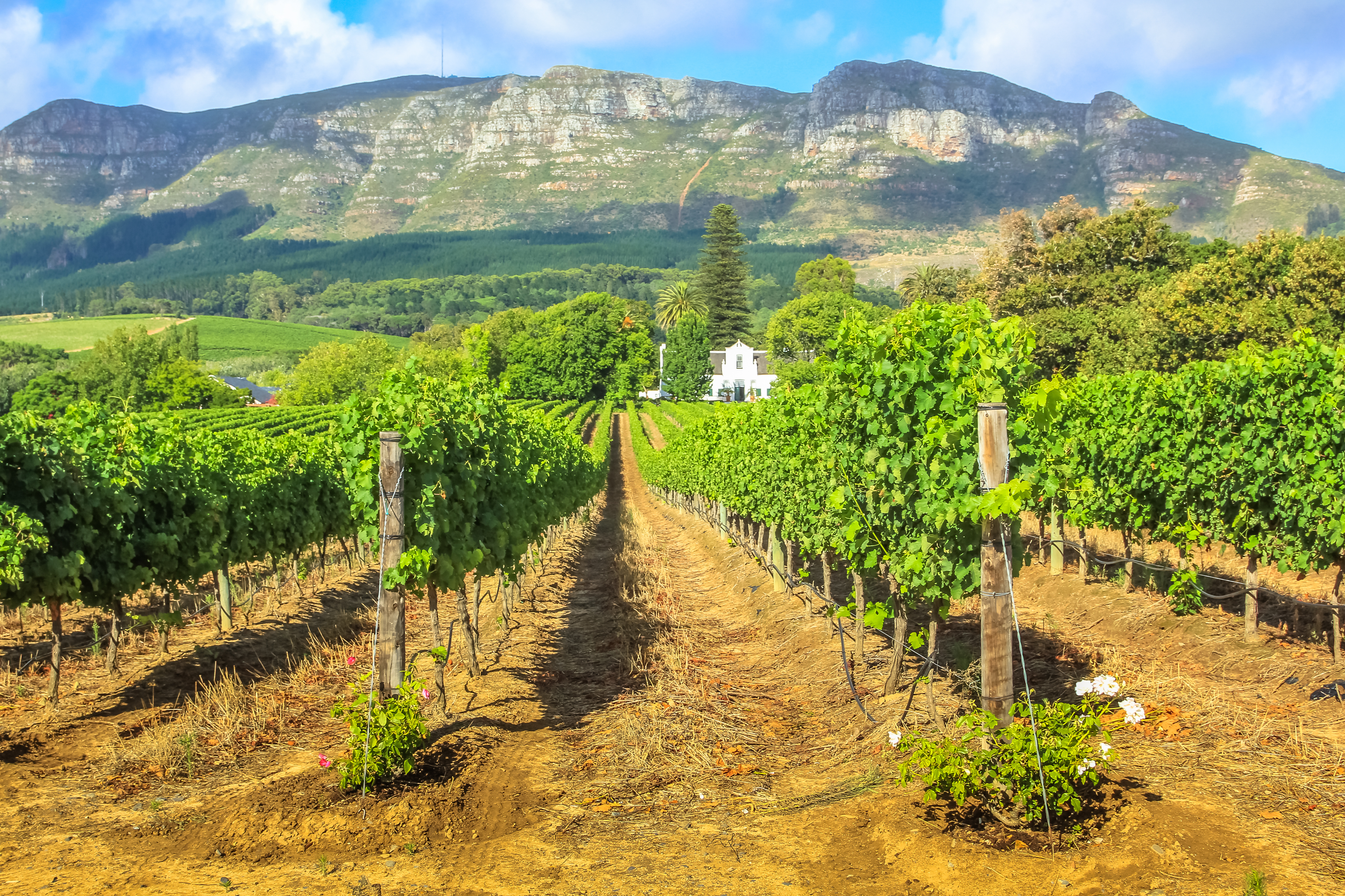 Grønne vinmarksrækker i det populære Stellenbosch vinområde med bjerge og hvid gård i baggrunden