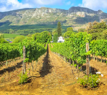 Grønne vinmarksrækker i det populære Stellenbosch vinområde med bjerge og hvid gård i baggrunden