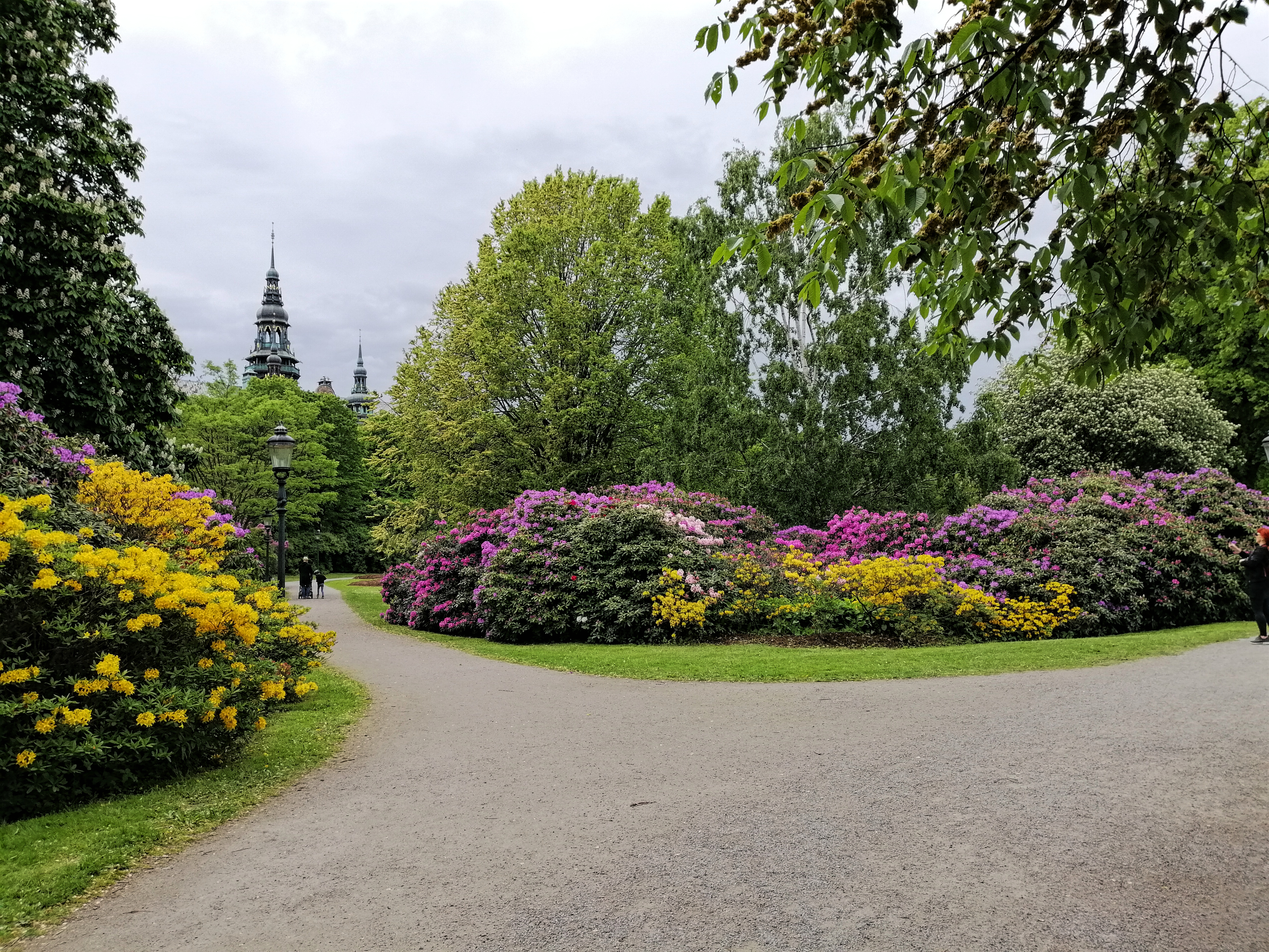 Blomstrende rhododendronbuske i smukke farver i Djurgårdens park i Stockholm om foråret med Nordiska museet synligt bag træerne