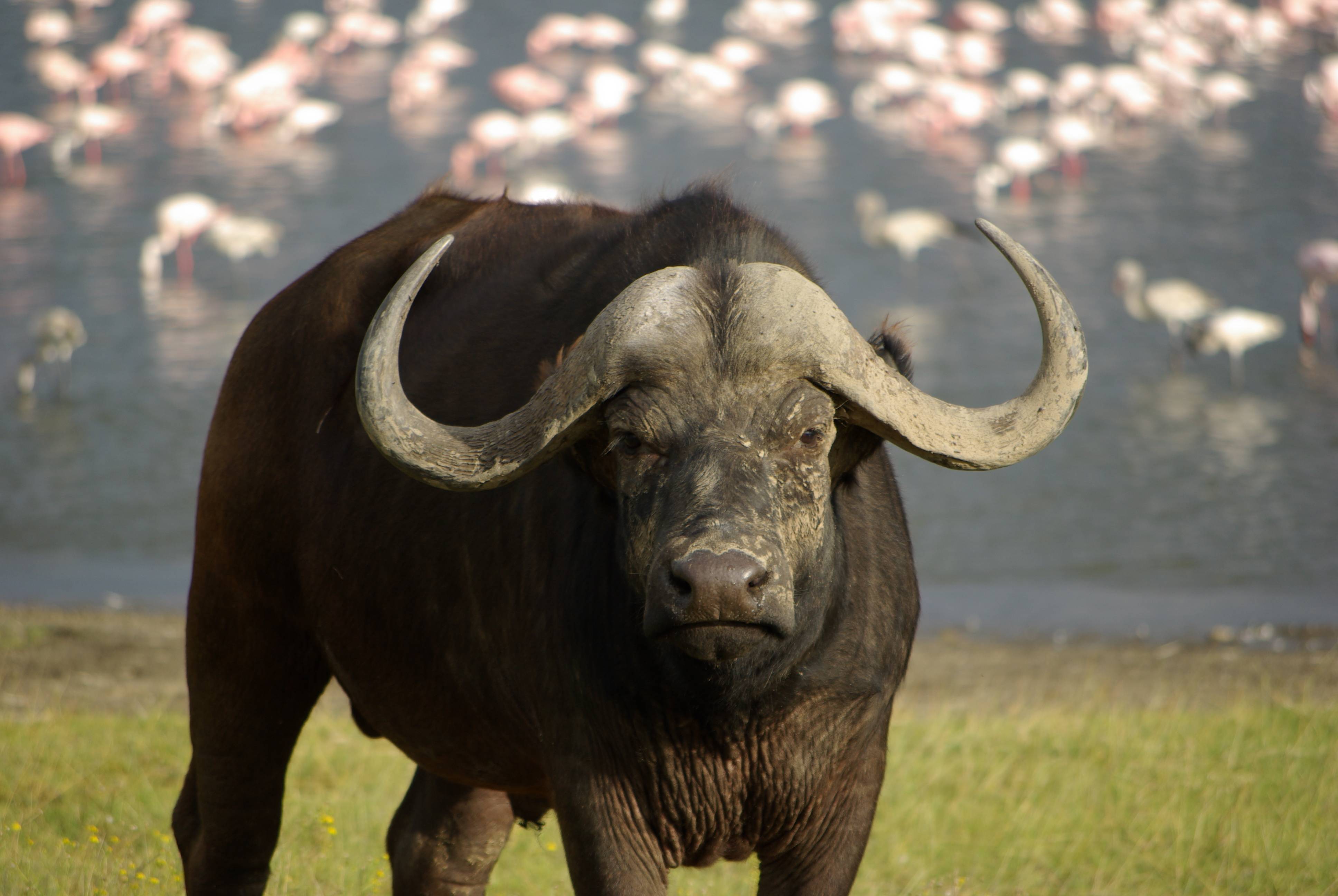 Stor bøffel med kraftige horn ved Nakuru søen med rosa flamingoer under Kenya rejse