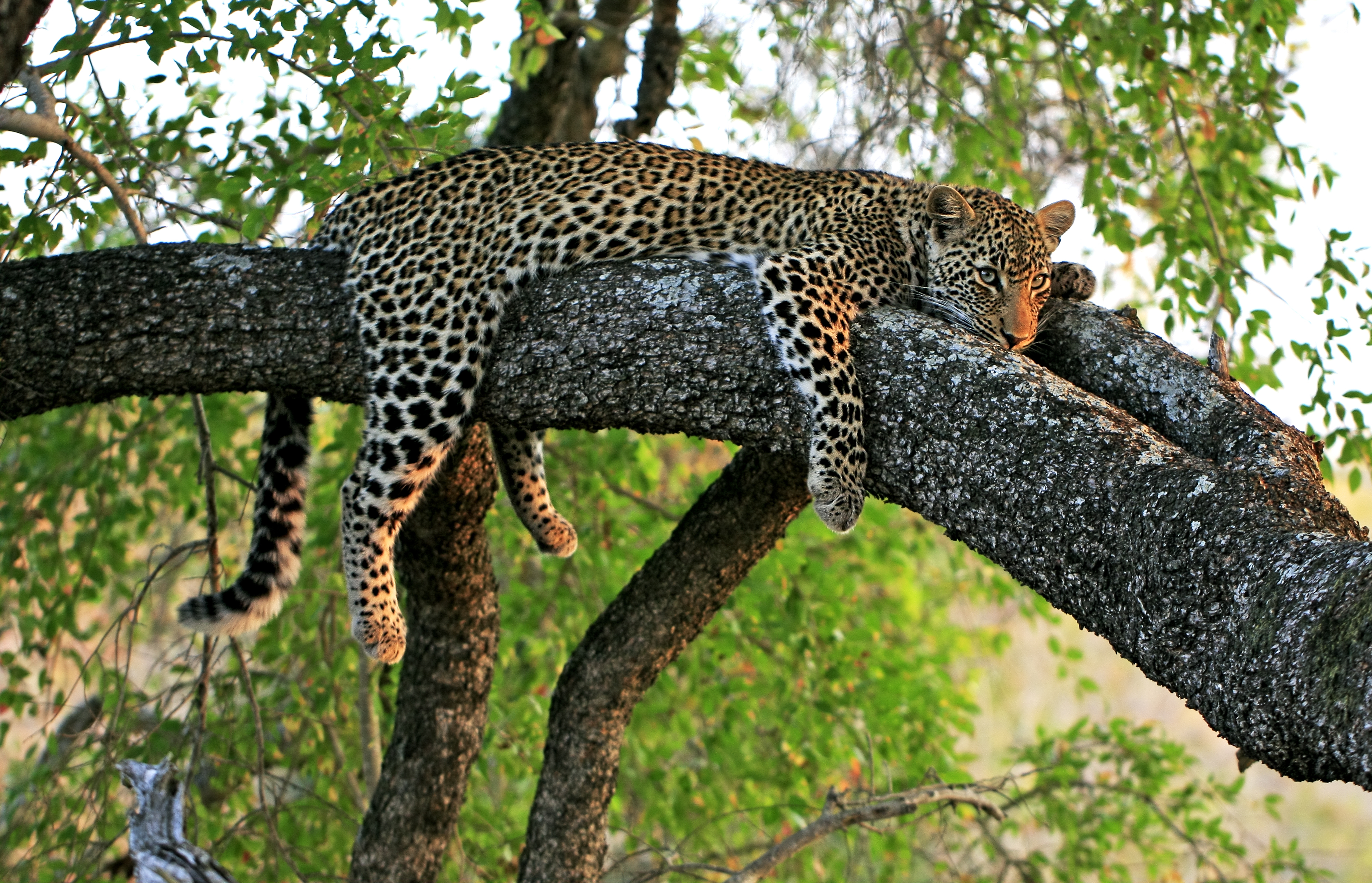 Stor kat leopard hvilende i træer under Afrika safari rejse i nationalpark