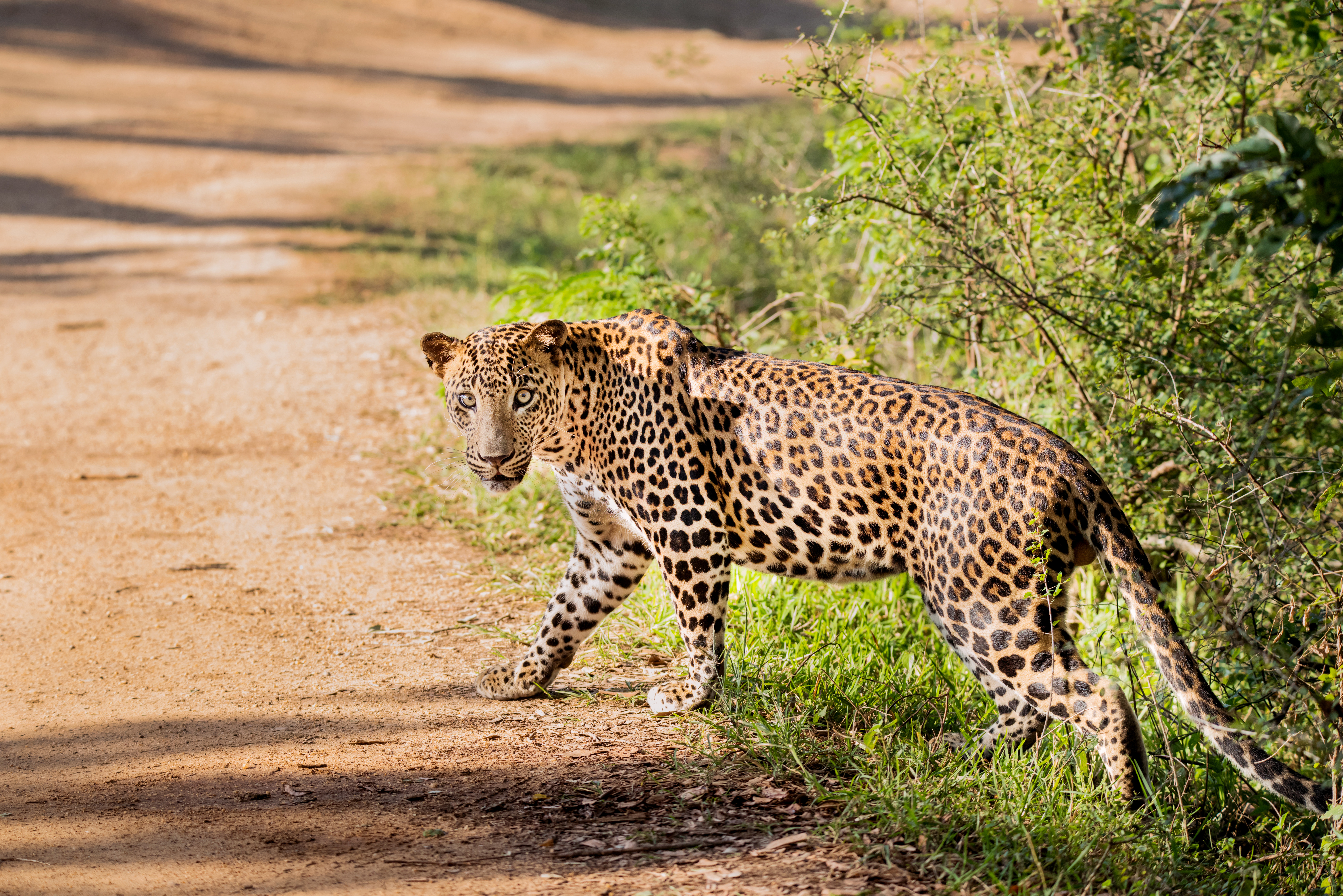 Storslået leopard fotograferet i den frodige natur i Yala Nationalpark på Sri Lanka