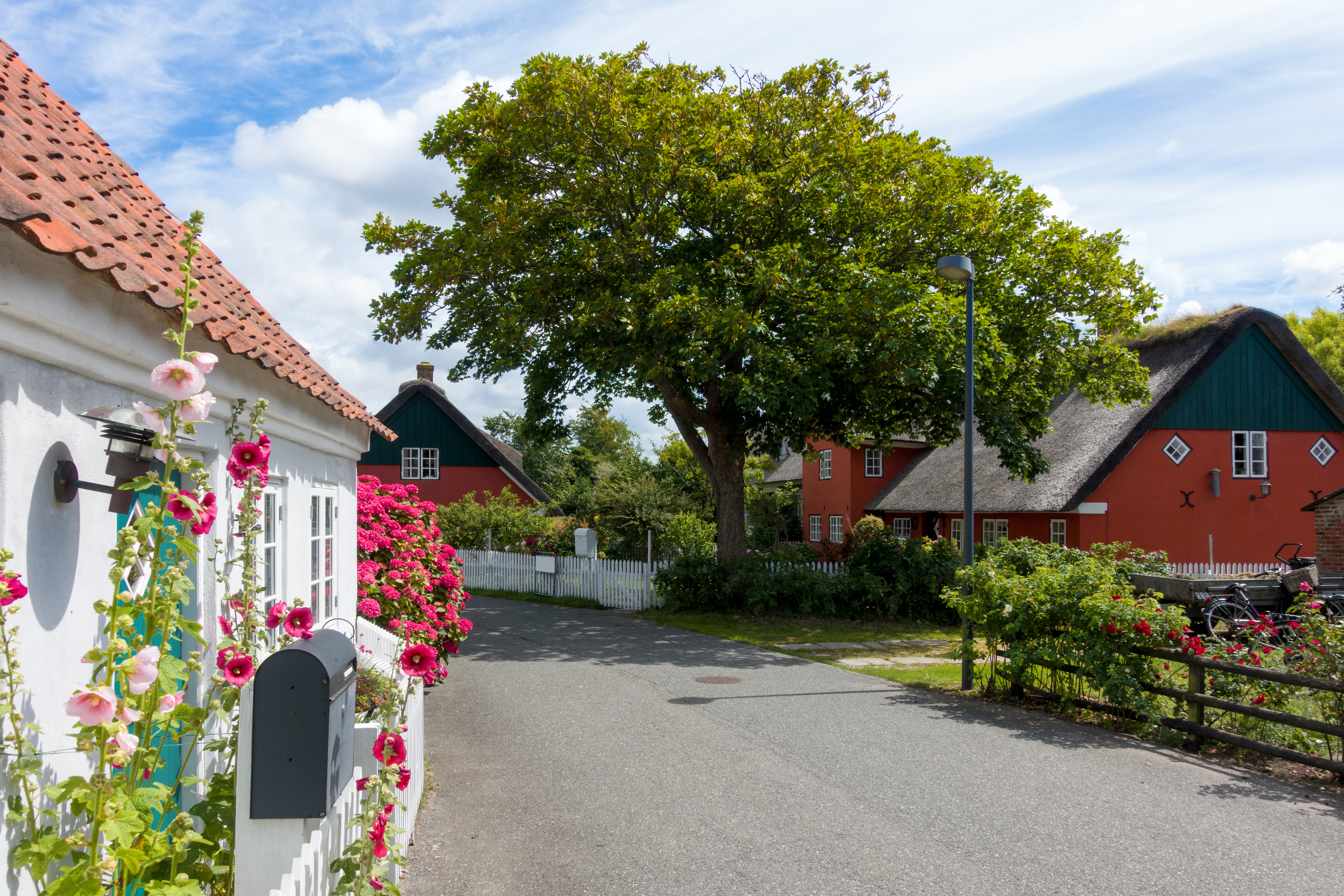 Autentisk dansk ølandskab med traditionel arkitektur og blomstrende haver på Fanø