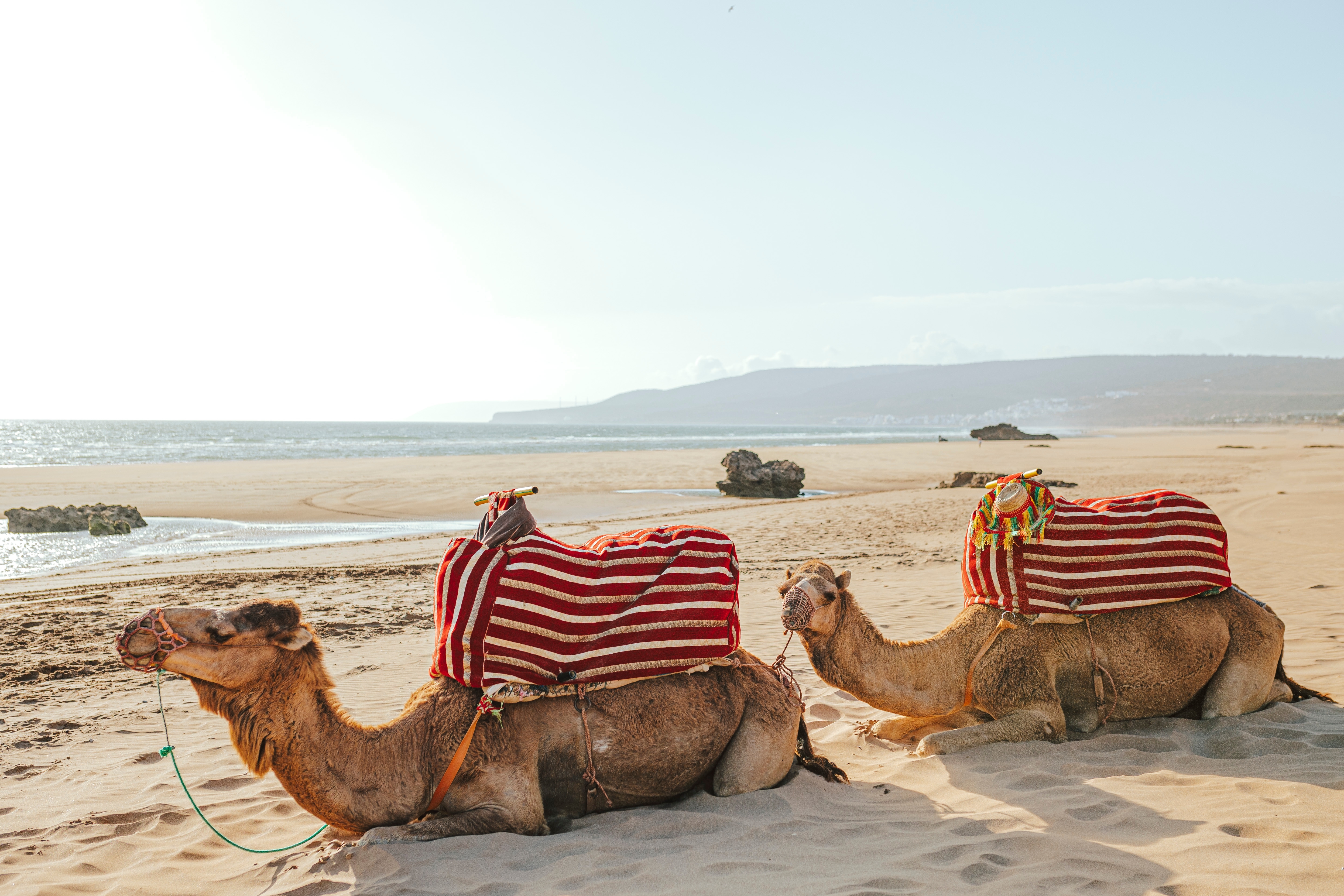 Eksotiske kameler med farvestrålende sadler på den gyldne Agadir strand under marokkansk himmel