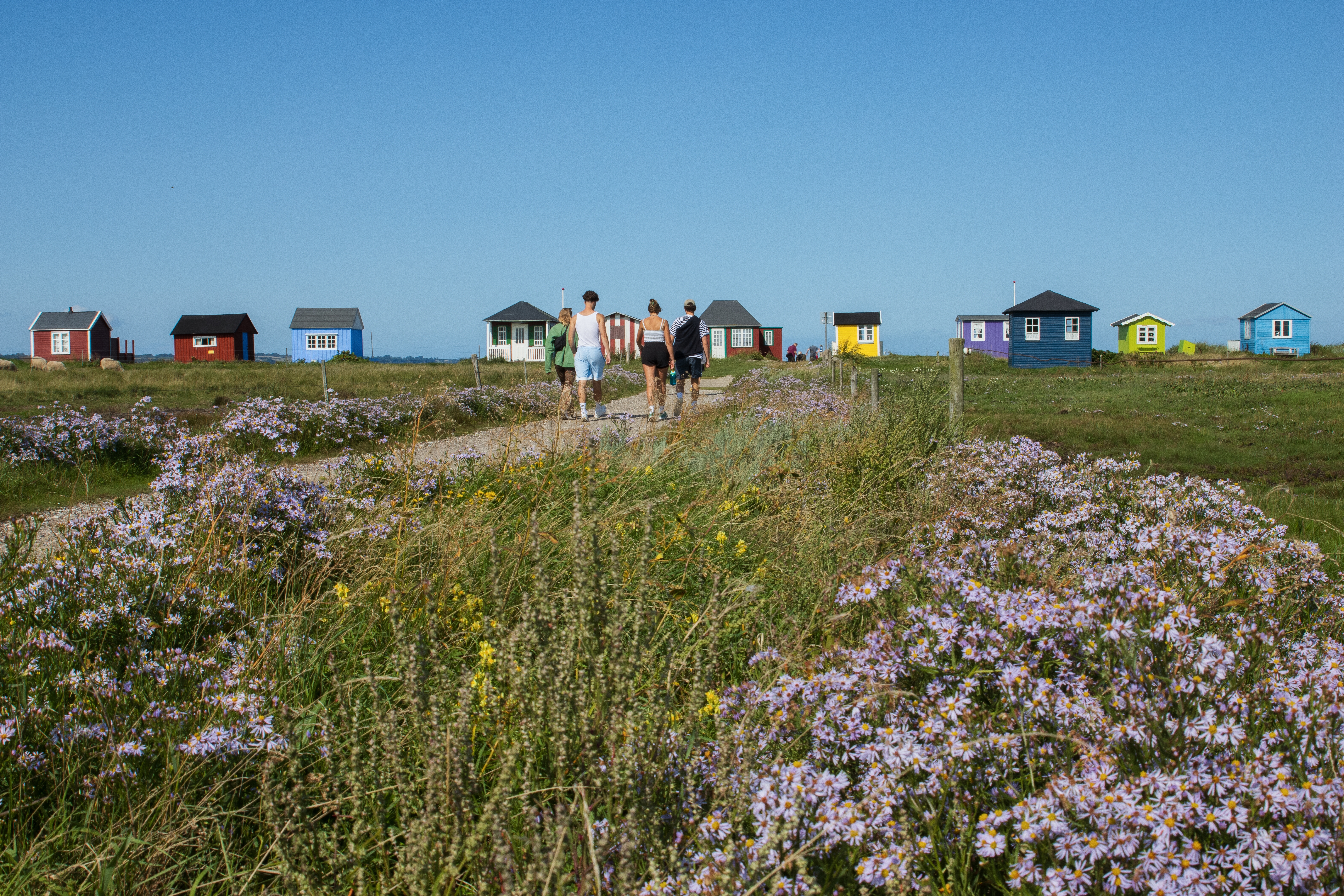 Pittoreske strandhytter på Ærø med eng fyldt af vilde blomster