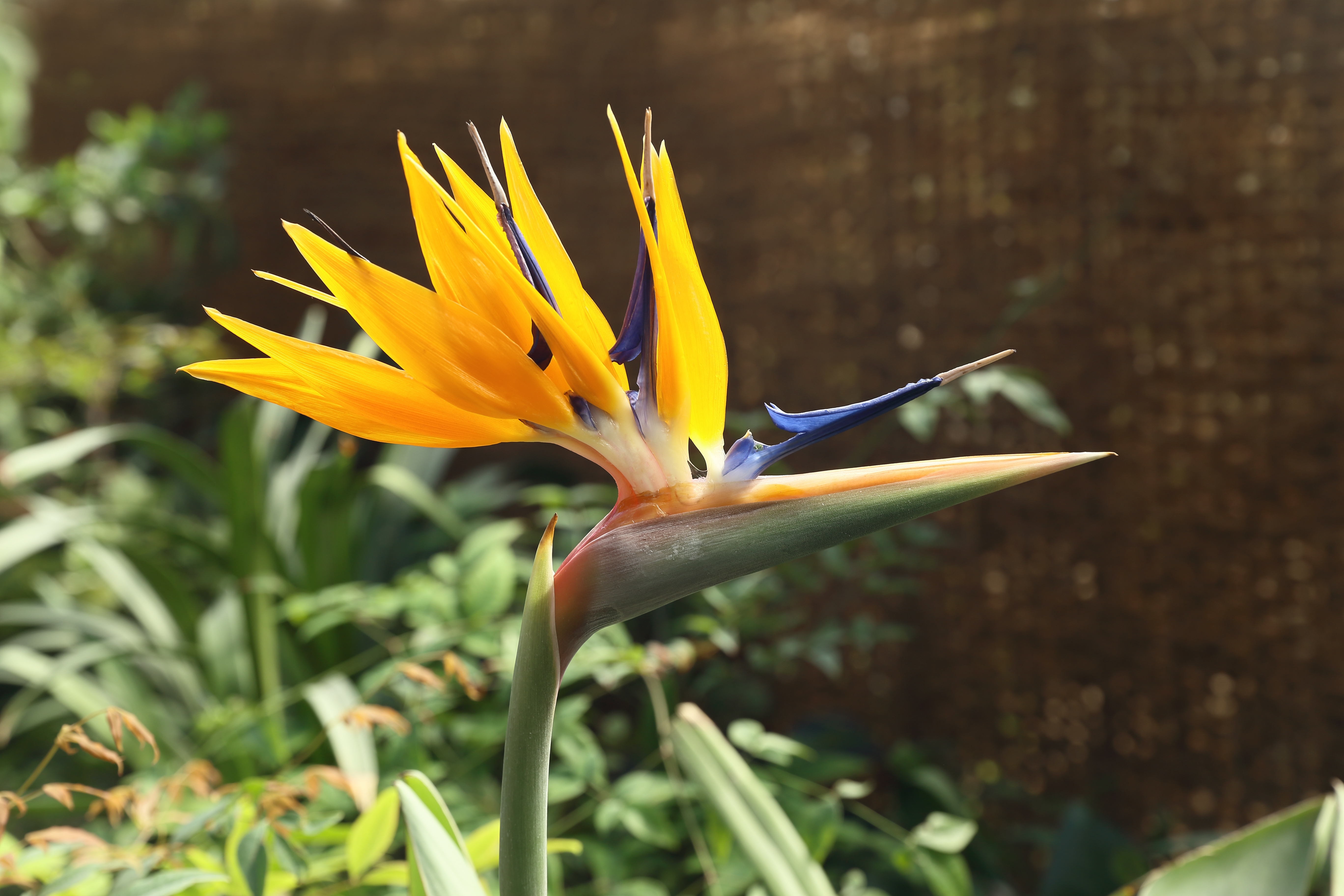 Strelitzia paradisfugl blomst i tropisk botanisk have