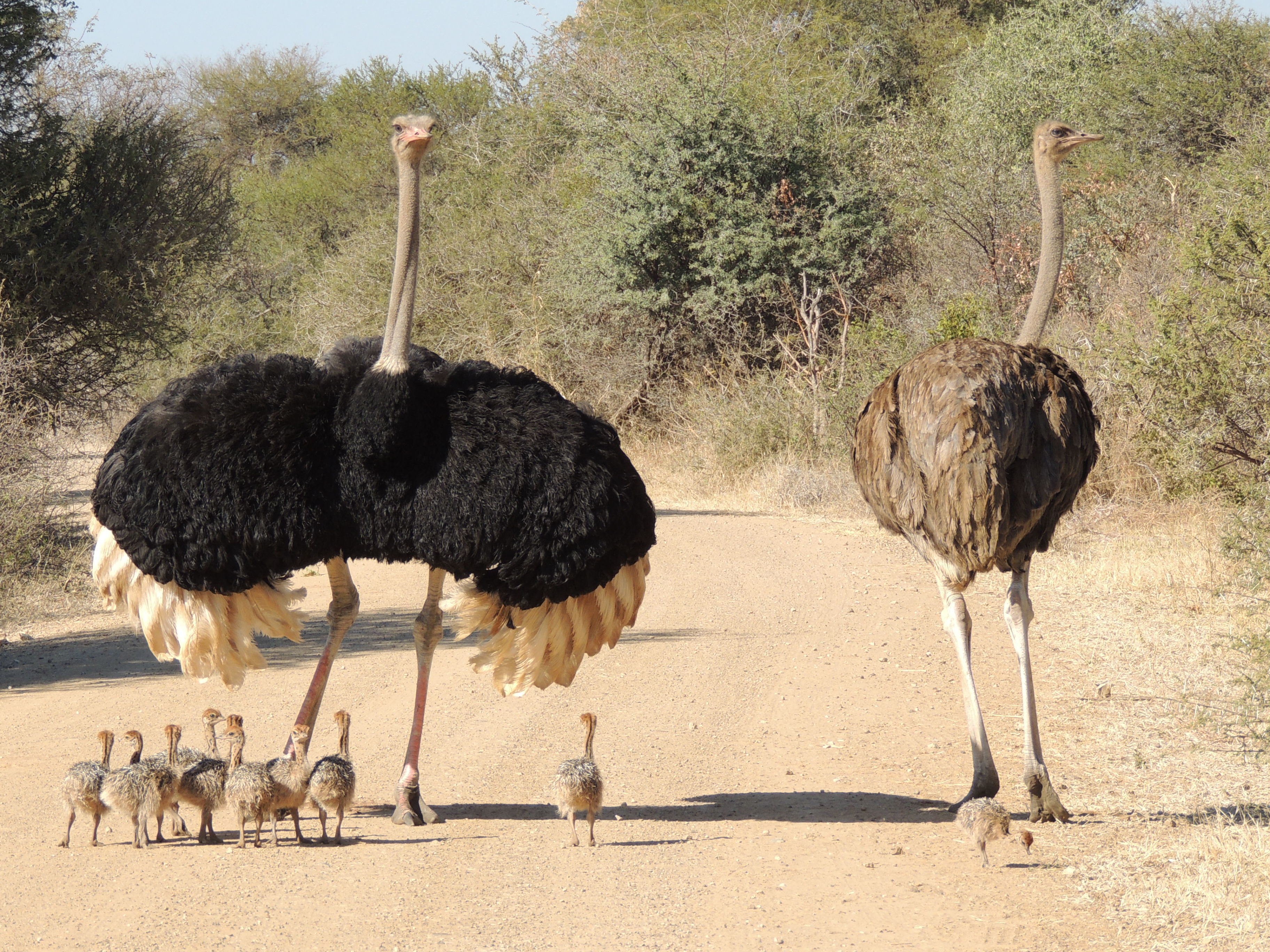 Han- og hunstrudse vogter deres små kyllinger på en safarivej i Sydafrika