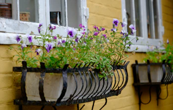 Idyllisk udsigt med blomstrende vindueskarme på ferieø Bornholm
