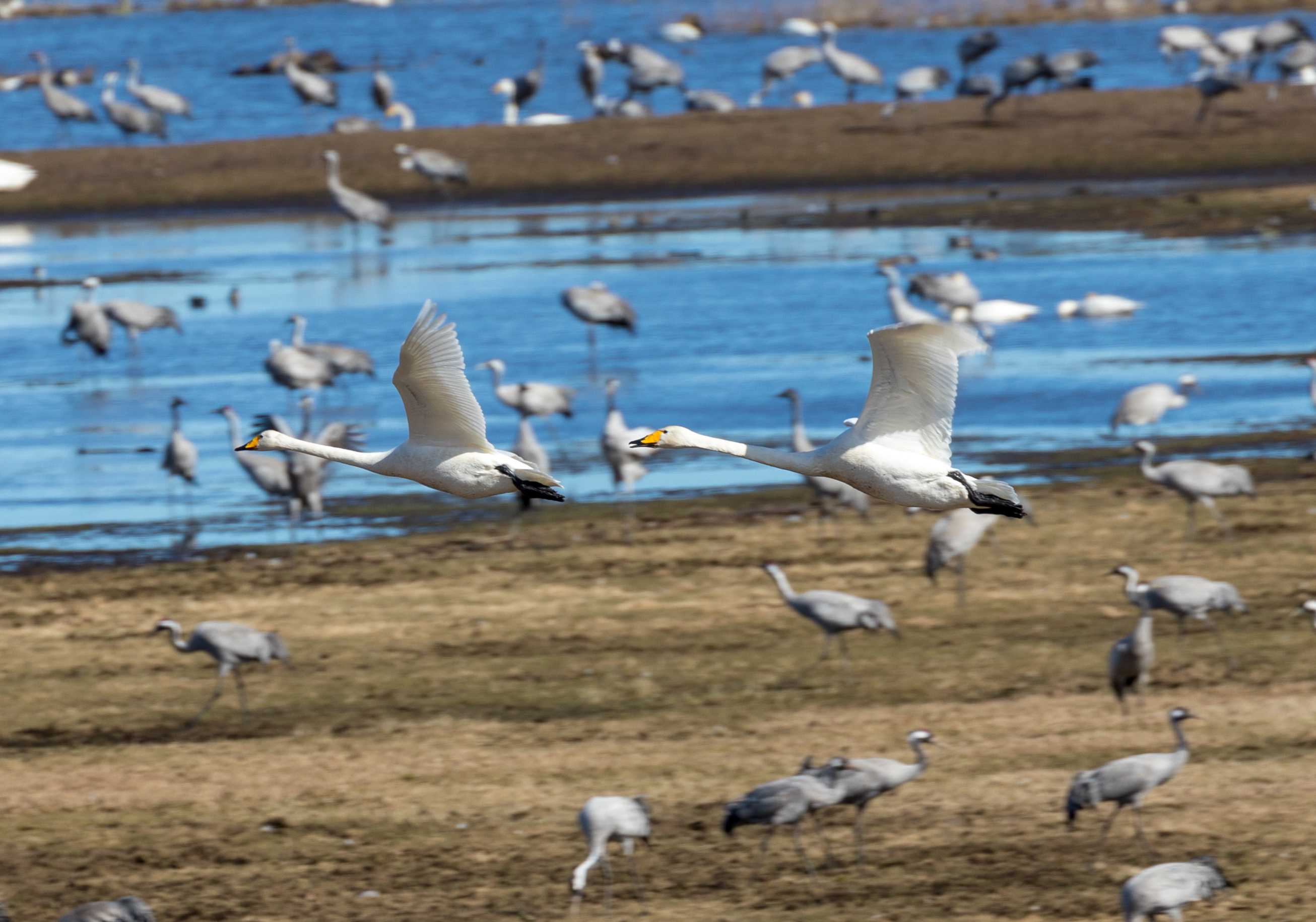 To elegante sangsvaner flyver over en stor flok traner ved Hornborgsøen i Sverige, et naturspektakel der tiltrækker fuglekiggere fra hele verden hvert forår