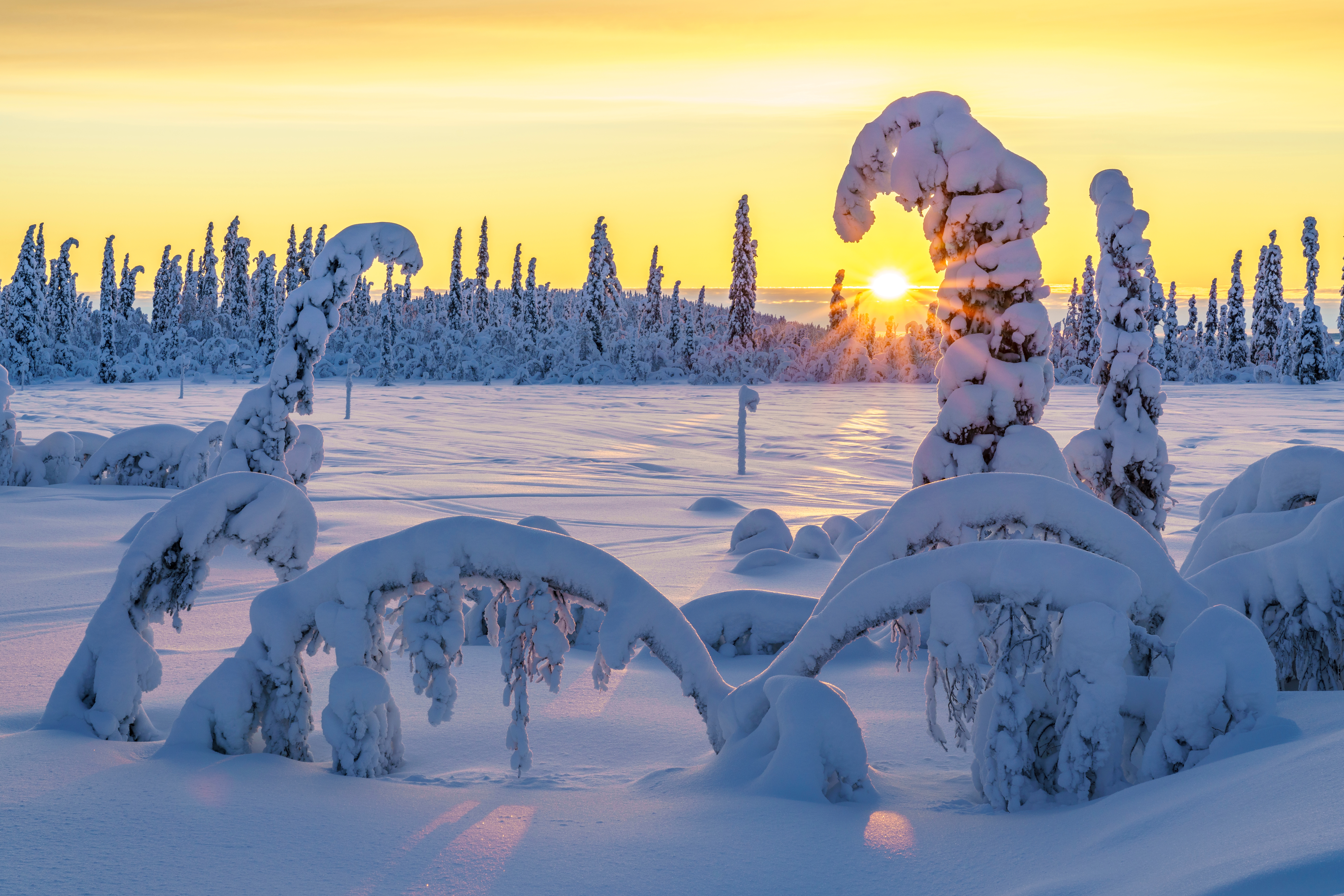 Snedækket skov med grantræer i svensk Lapland under vintersonlys