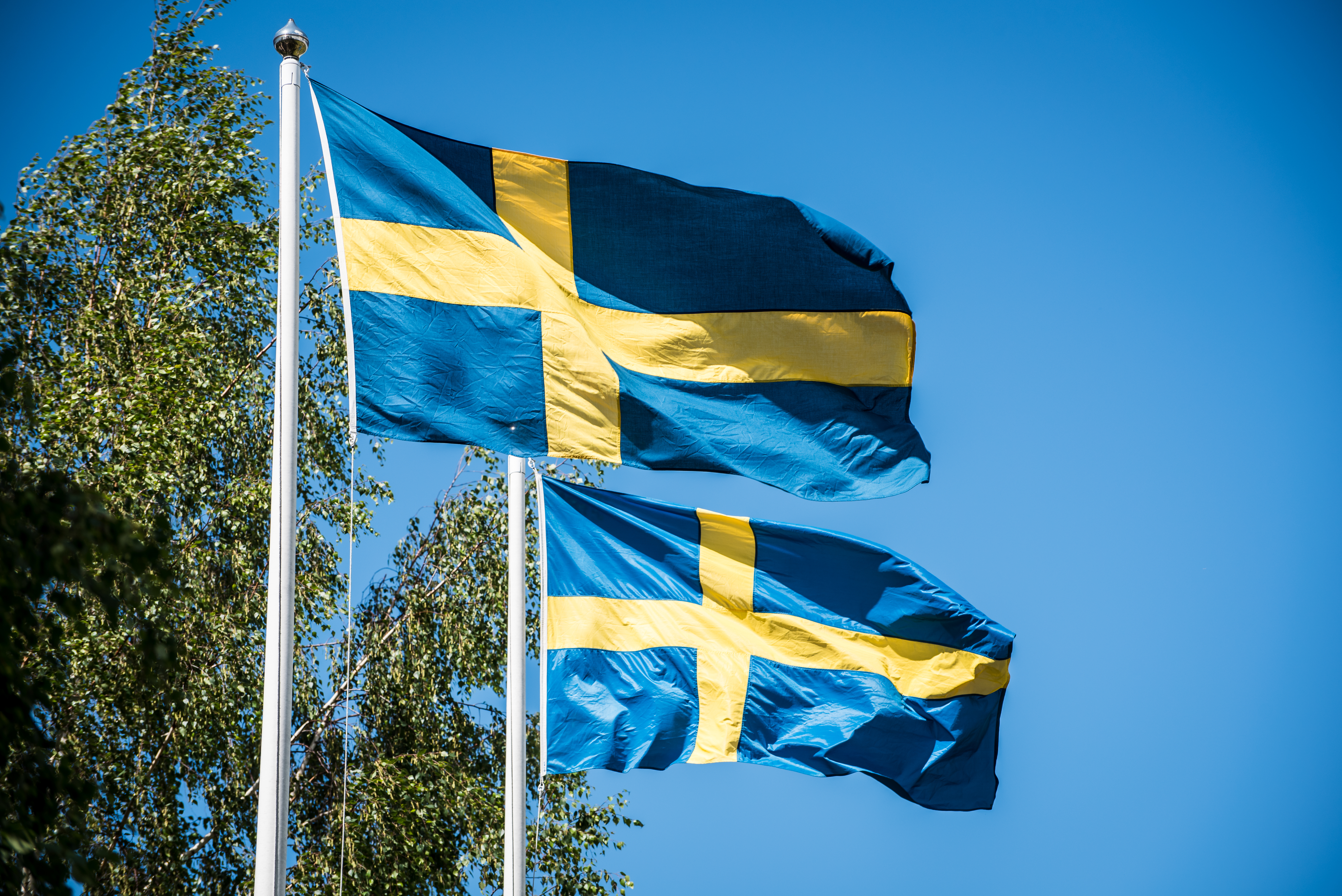 To svenske flag vajer stolt i sommervinden mod en klar blå himmel ved midsommerfestivalen i Leksand