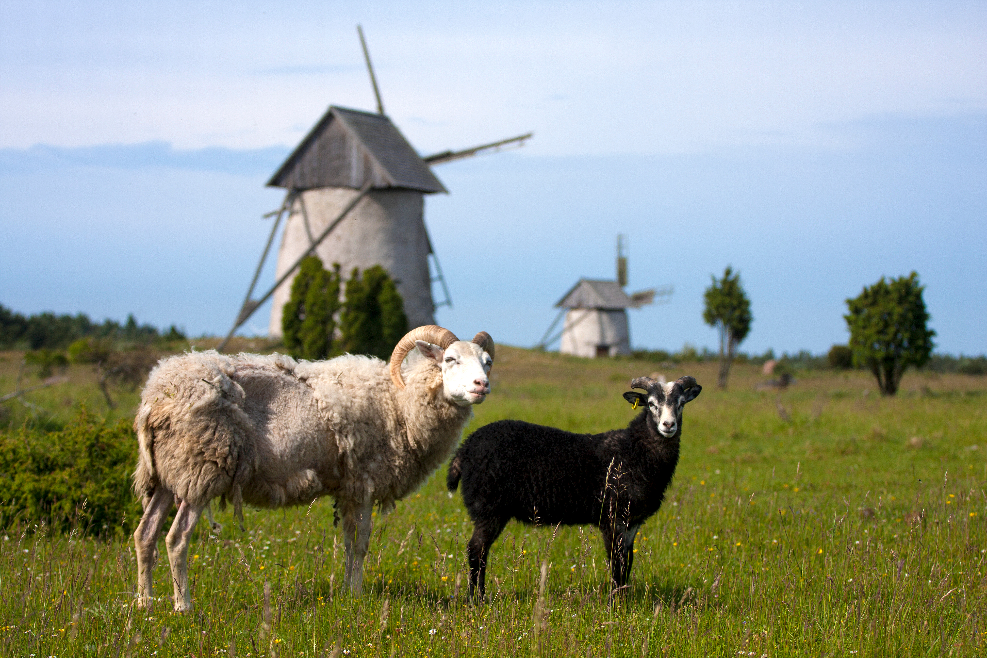 Charmerende landbrugsscene med historiske vindmøller og får, der græsser på de smukke grønne enge i Gotland, Sverige