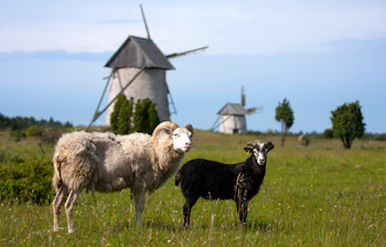 Charmerende landbrugsscene med historiske vindmøller og får, der græsser på de smukke grønne enge i Gotland, Sverige