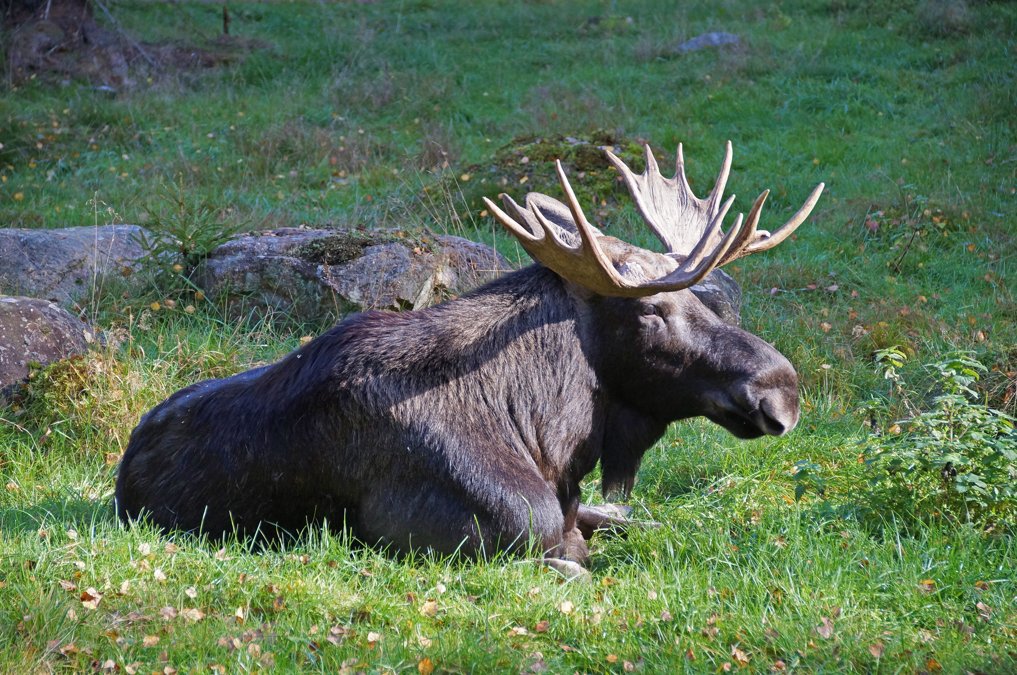 Elg i svensk natur ideelt til wildlife safari oplevelser