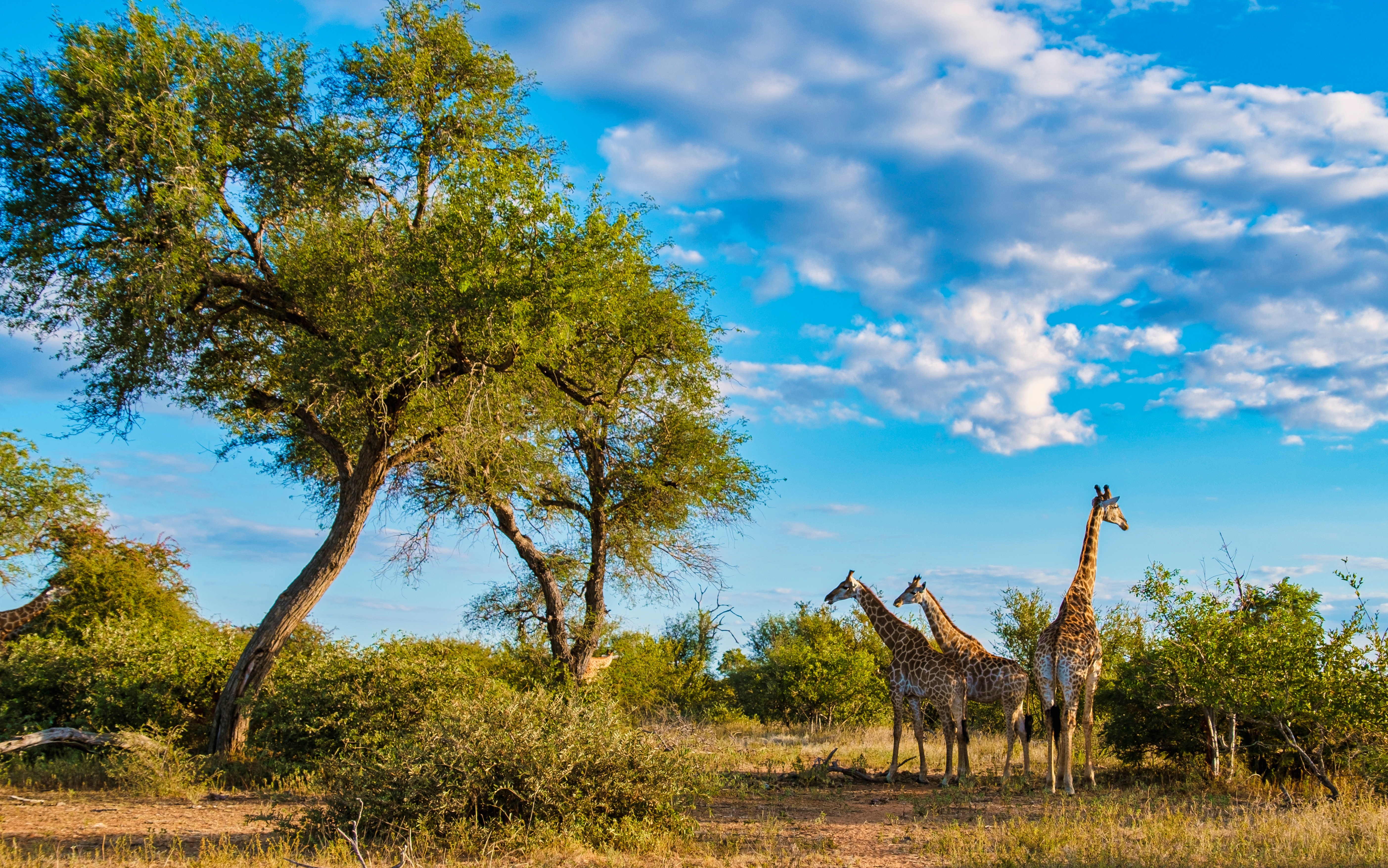 Majestætiske giraffer under akacietræer på safari i Sydafrika