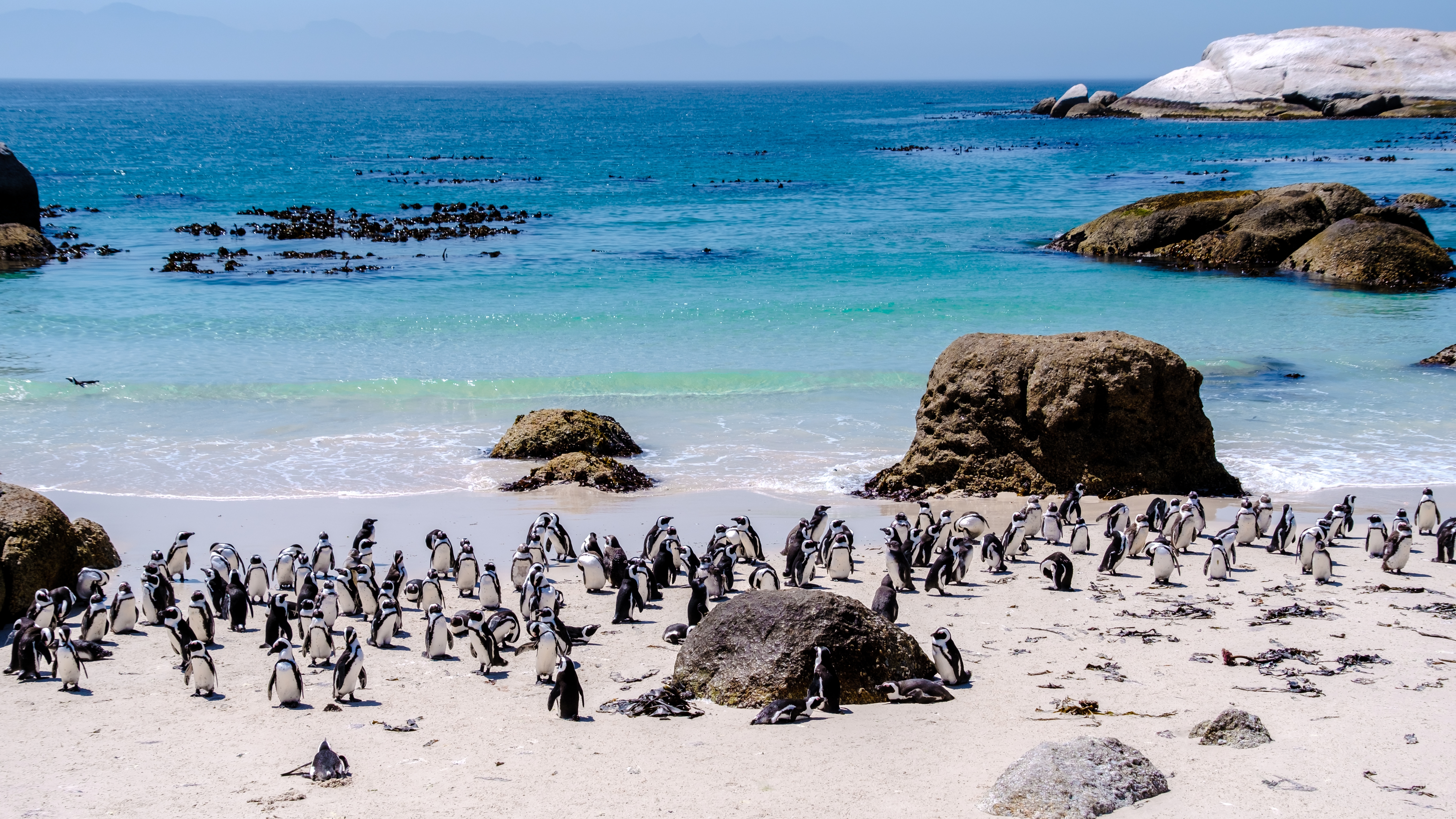 Idyllisk scene med en gruppe afrikanske pingviner på den berømte Boulders Beach i Simon's Town, en unik naturoplevelse på Cape Peninsula i Sydafrika
